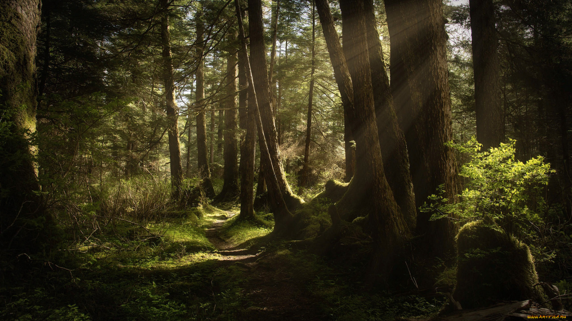 природа, лес, простор