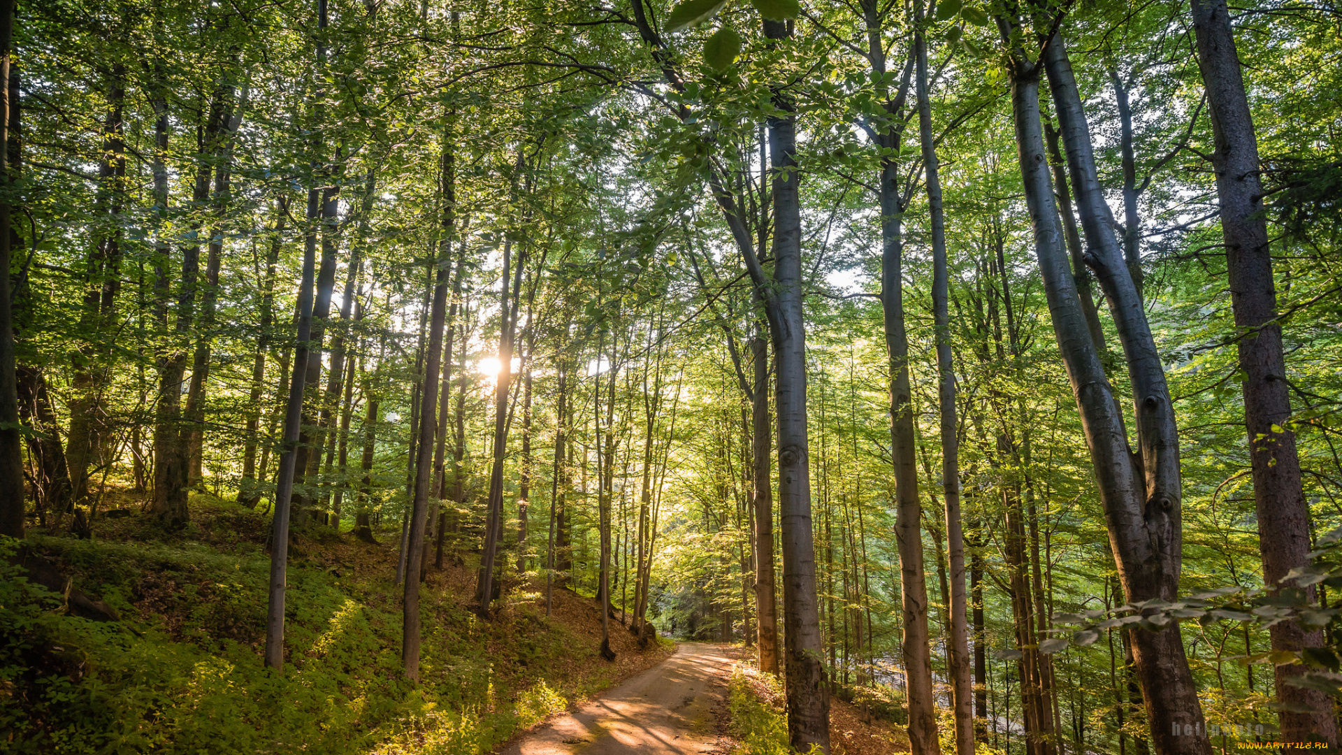 природа, лес, простор