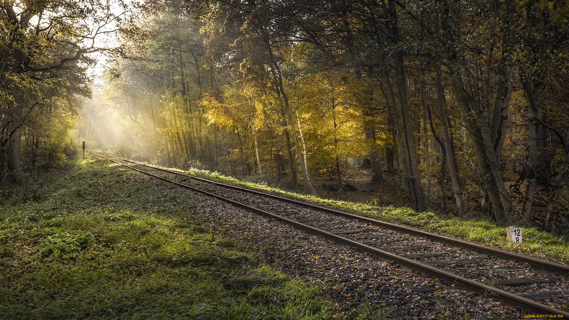 разное, транспортные, средства, и, магистрали, свет, лес, железная, дорога
