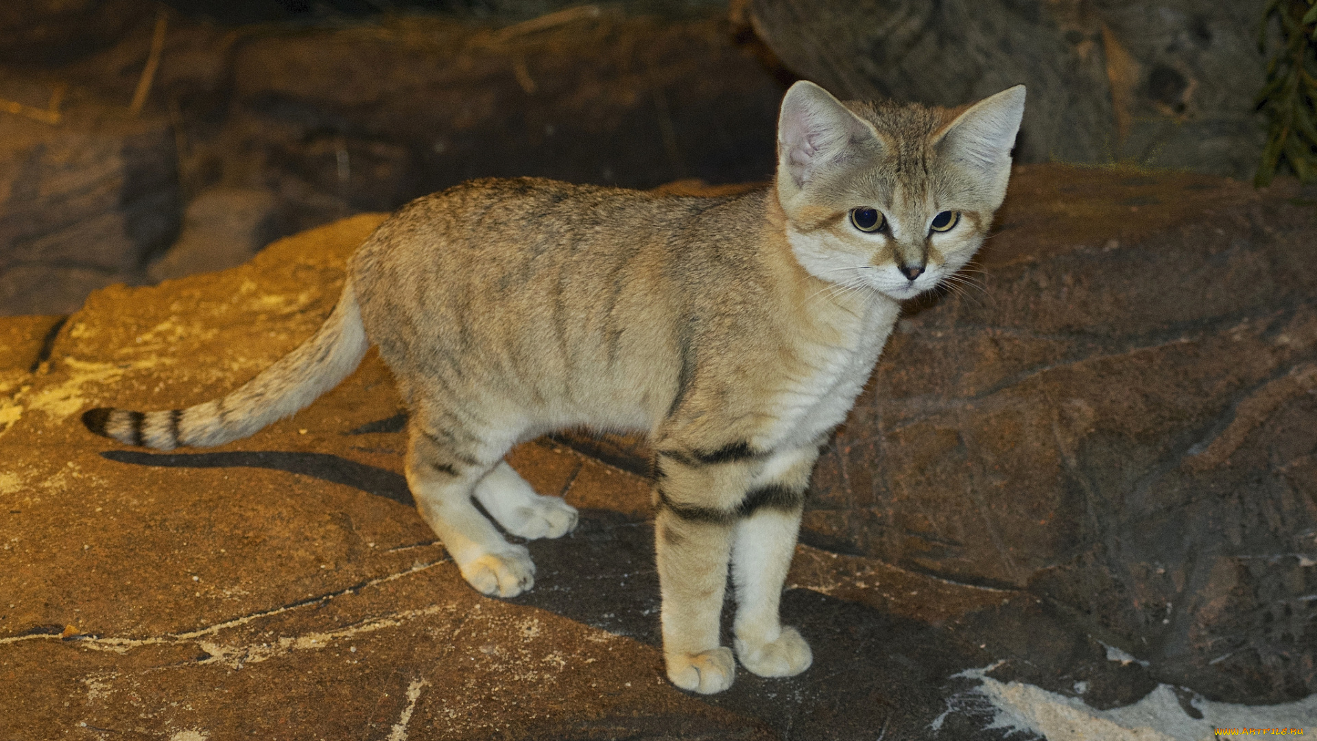 sand, cat, животные, дикие, кошки, киса