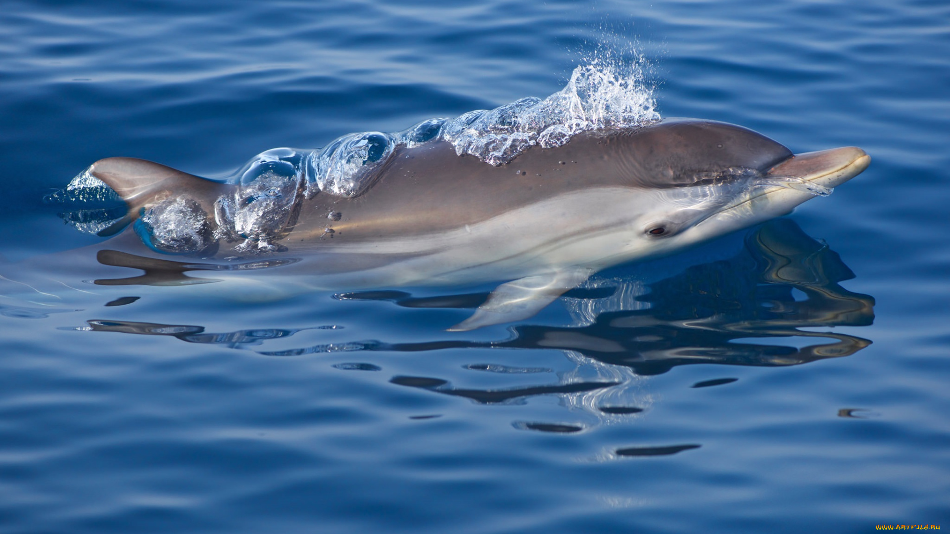 животные, дельфины, океан