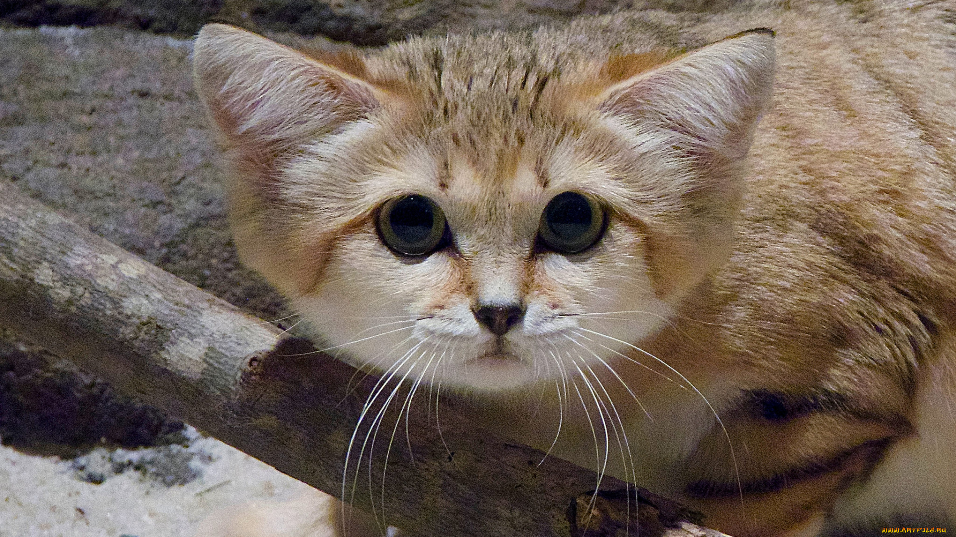 животные, дикие, кошки, киса