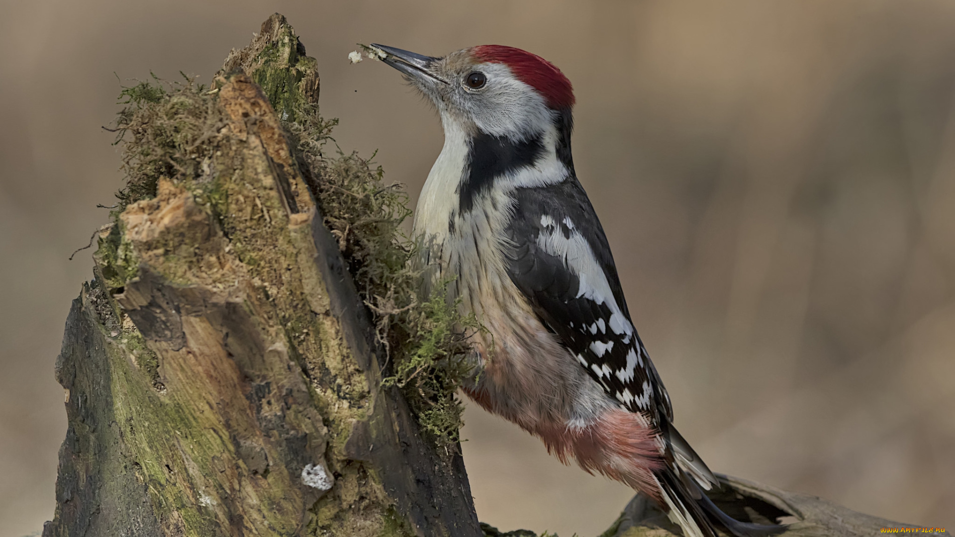 животные, дятлы, птичка