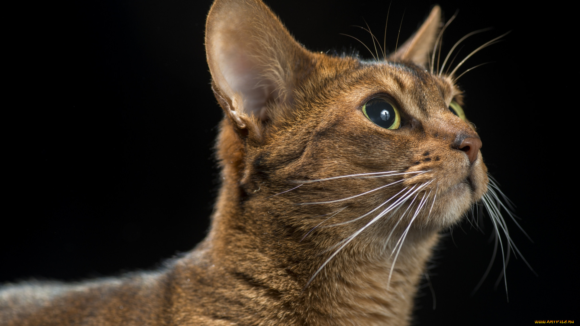 животные, коты, киса