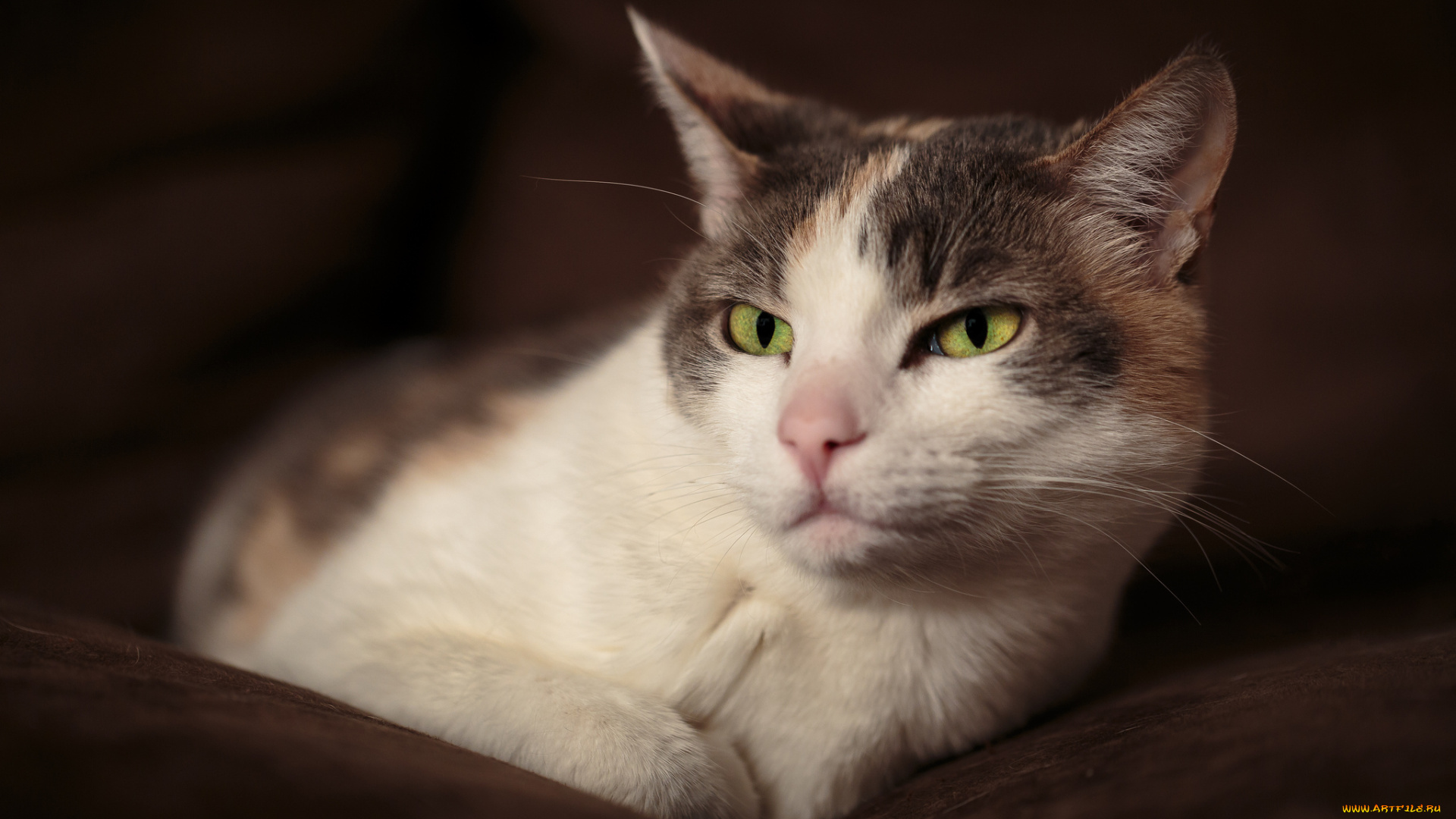 животные, коты, киса