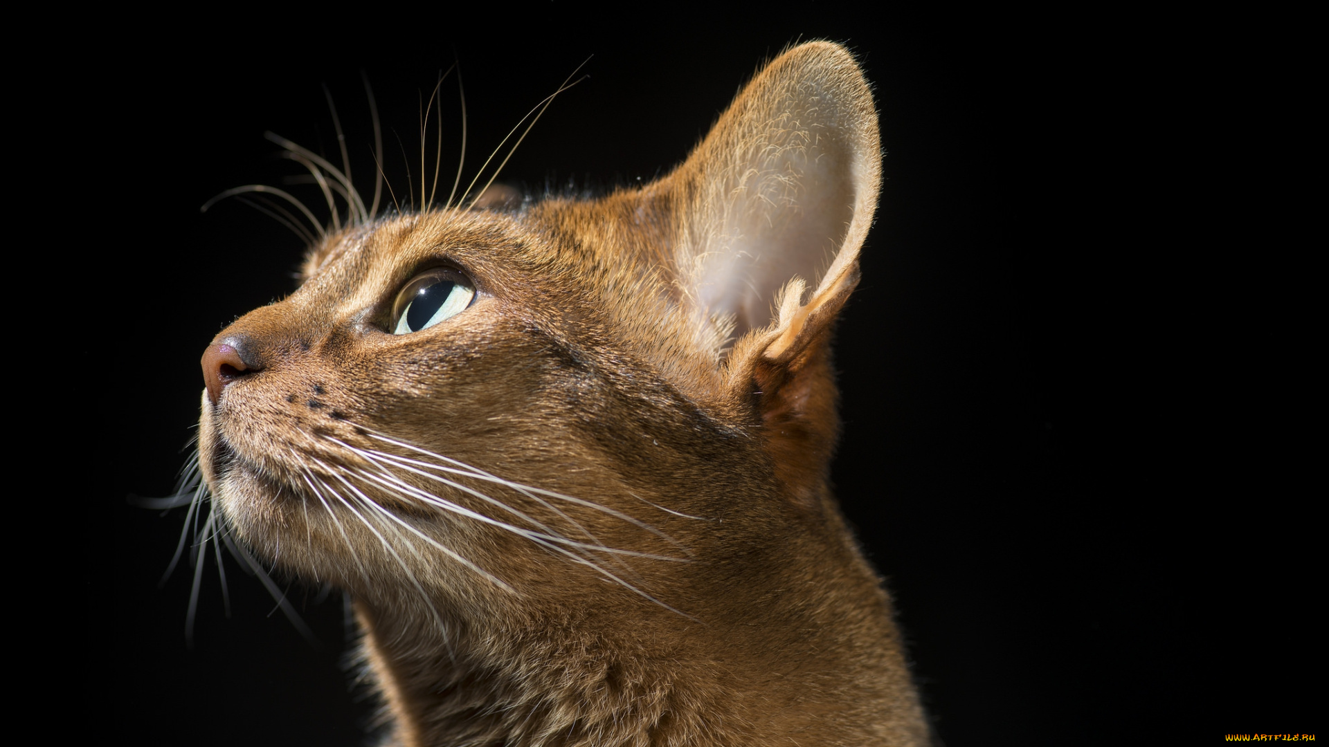 животные, коты, киса