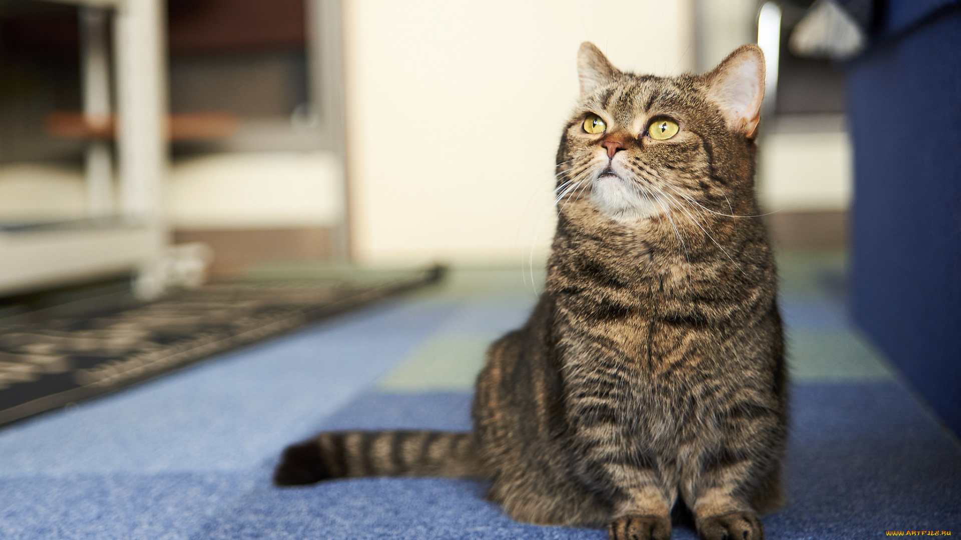 животные, коты, киса