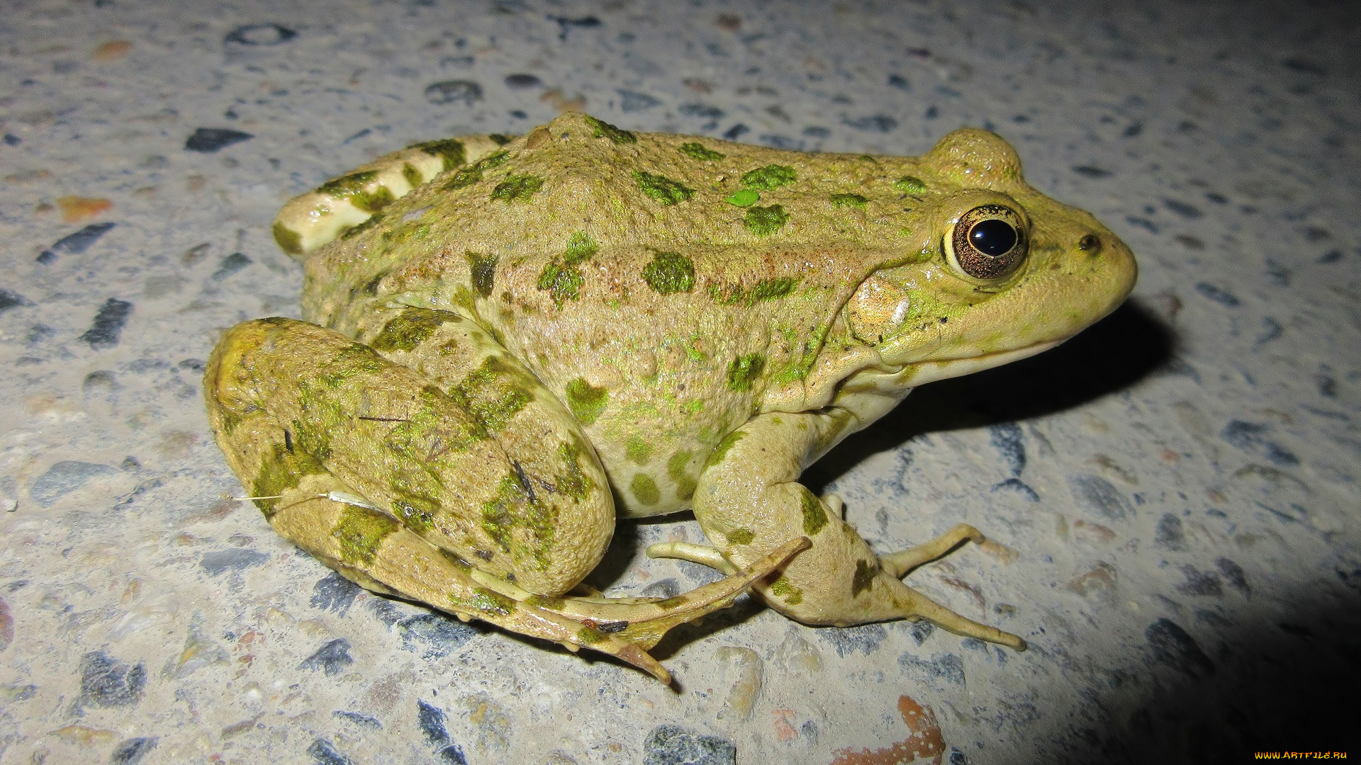 животные, лягушки, весна, 2018