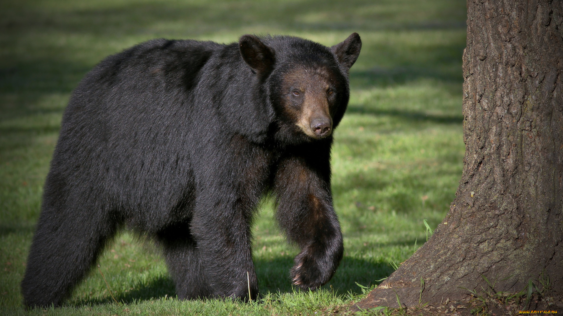 животные, медведи, медведь, хищник, черный