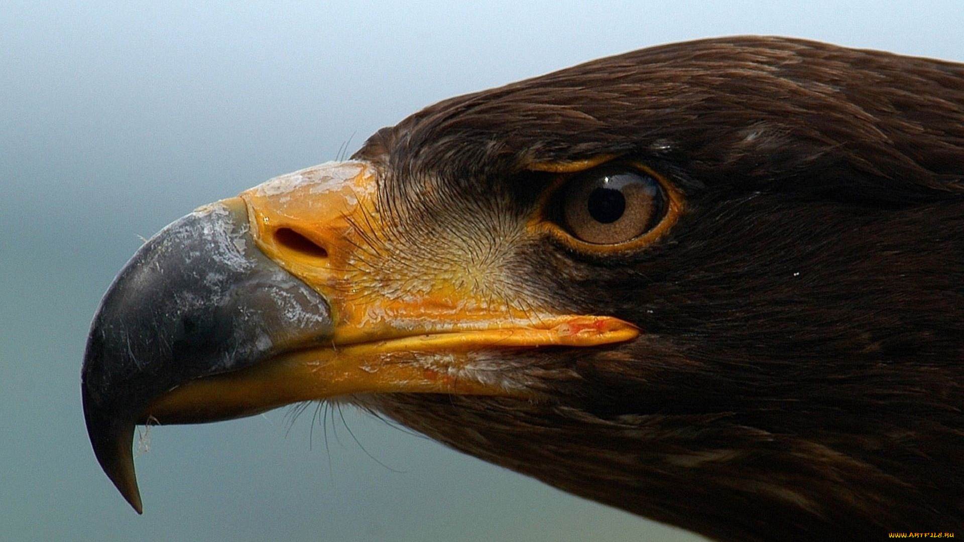 животные, птицы, -, хищники, профиль, голова, беркут, орел, клюв