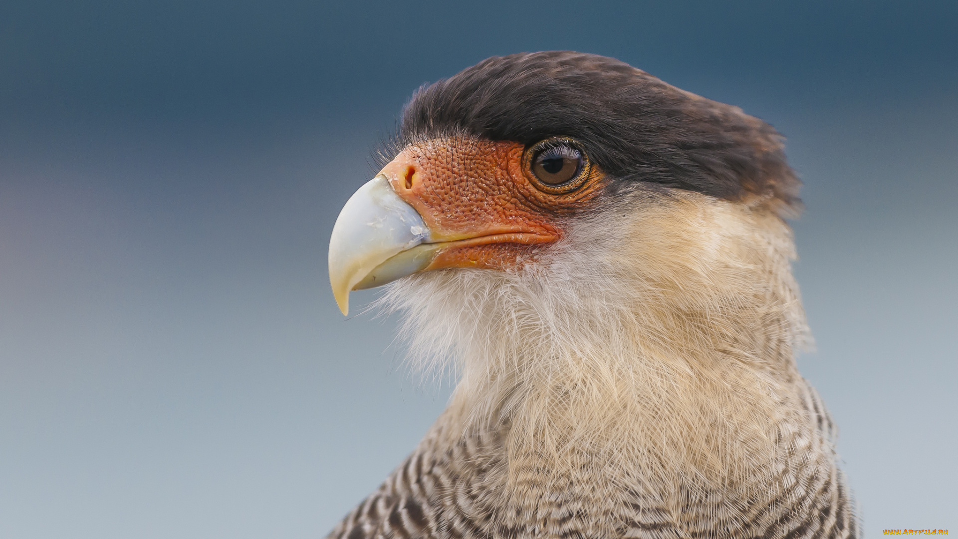 животные, птицы, -, хищники, птичка