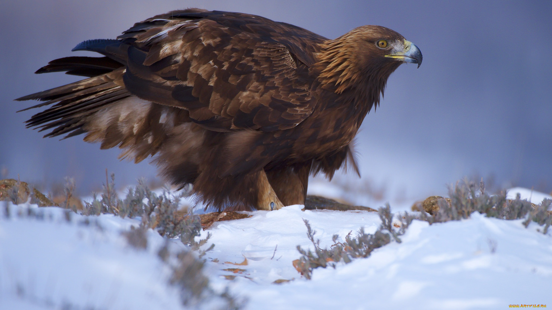 животные, птицы, -, хищники, птичка