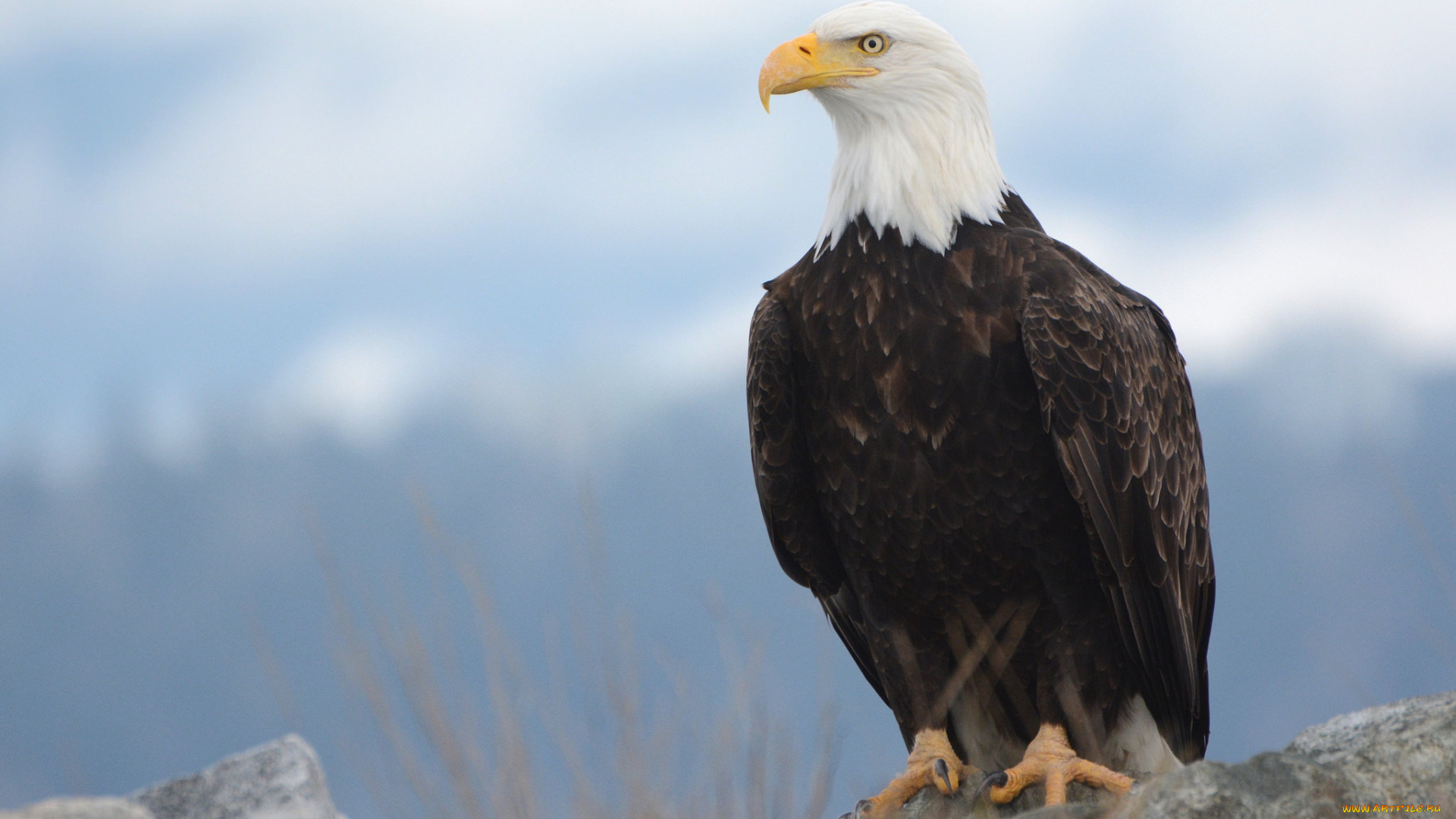 животные, птицы, -, хищники, птичка