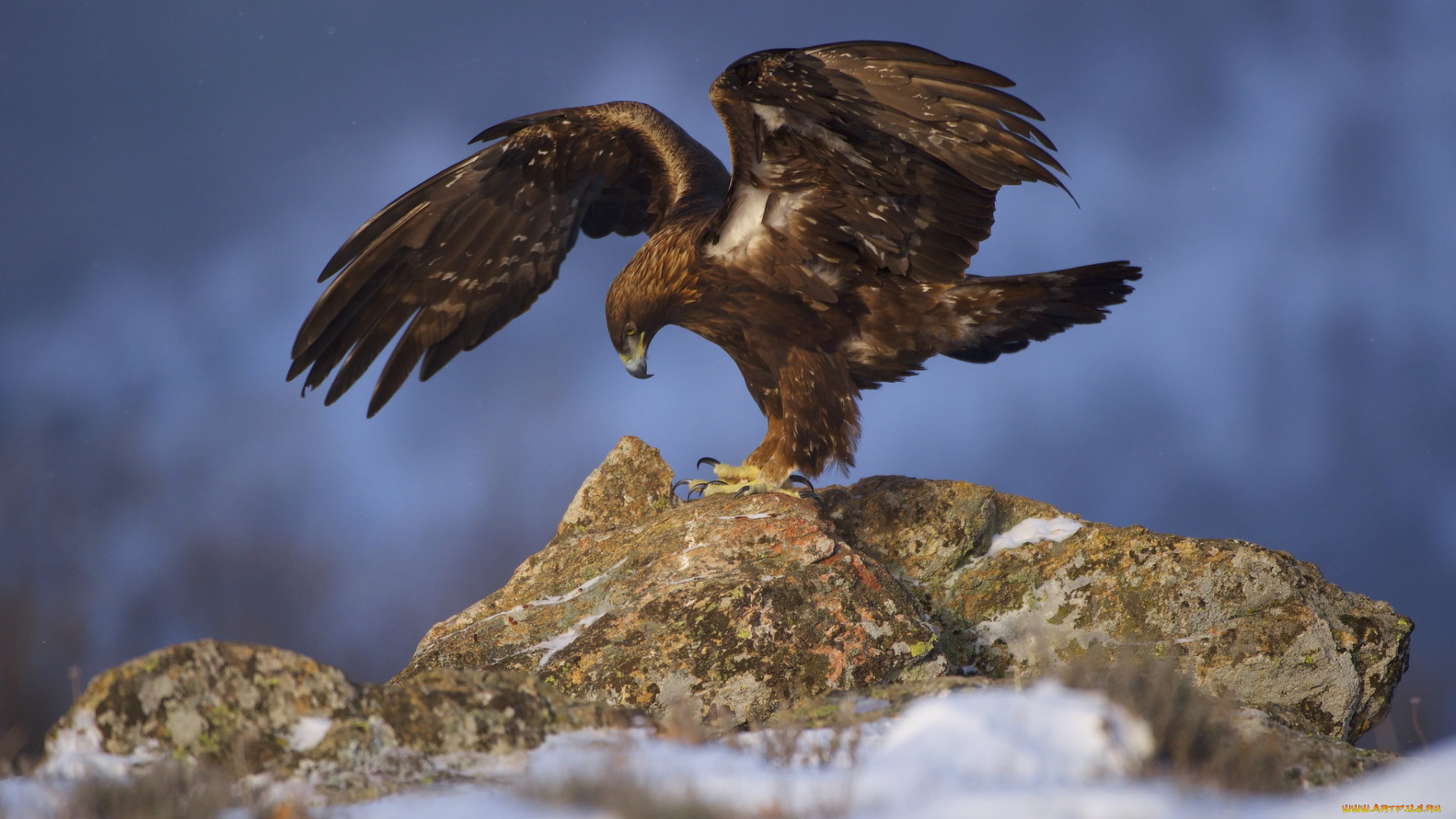 животные, птицы, -, хищники, птичка