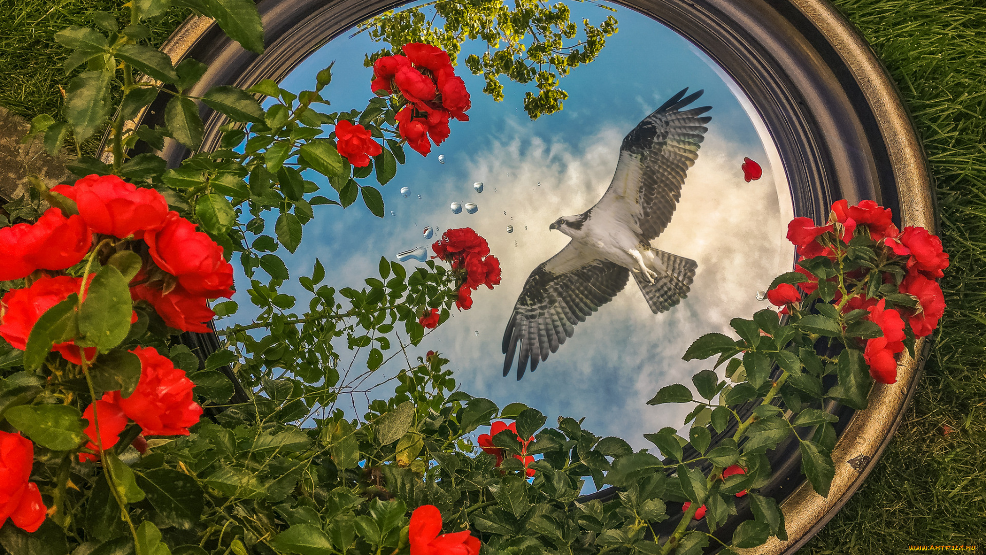 животные, птицы, -, хищники, птичка