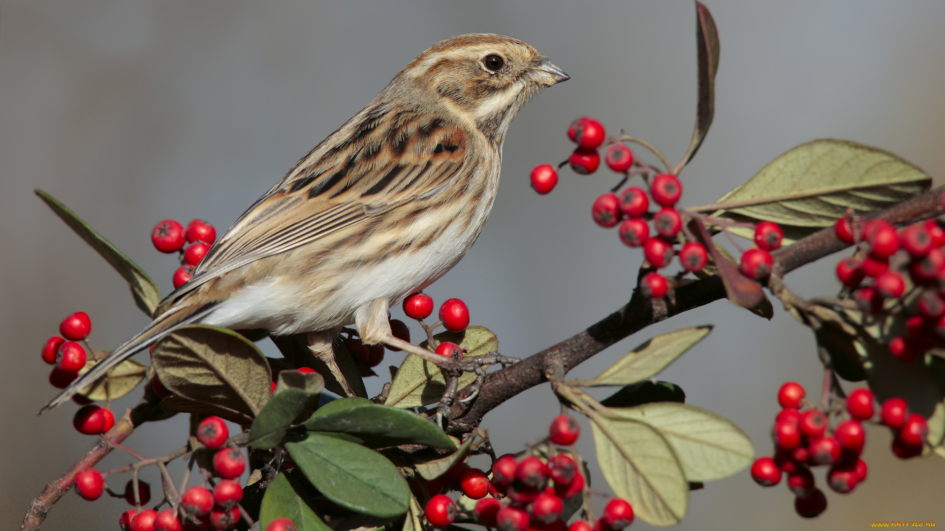 животные, птицы, птичка