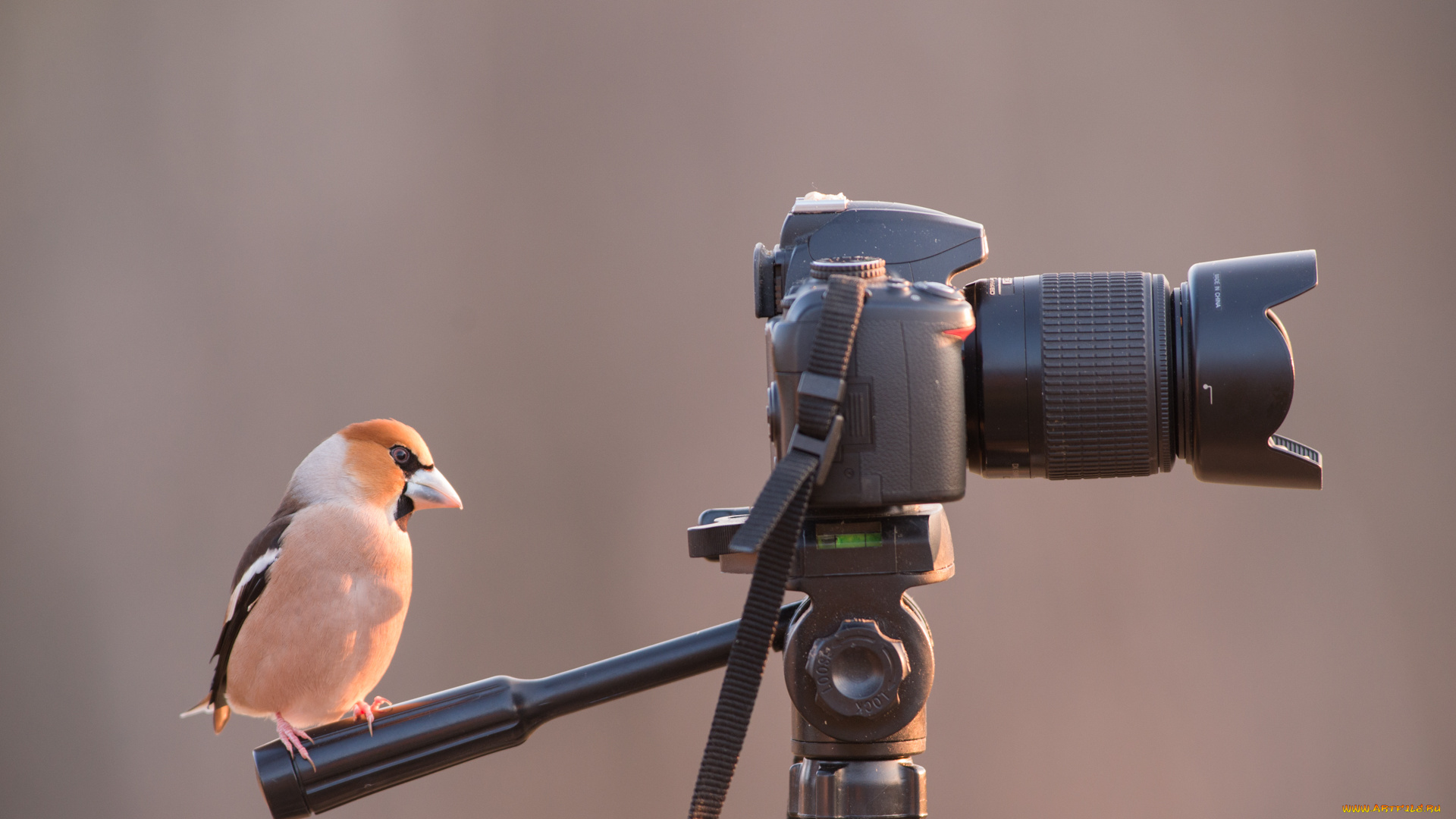 животные, птицы, птичка