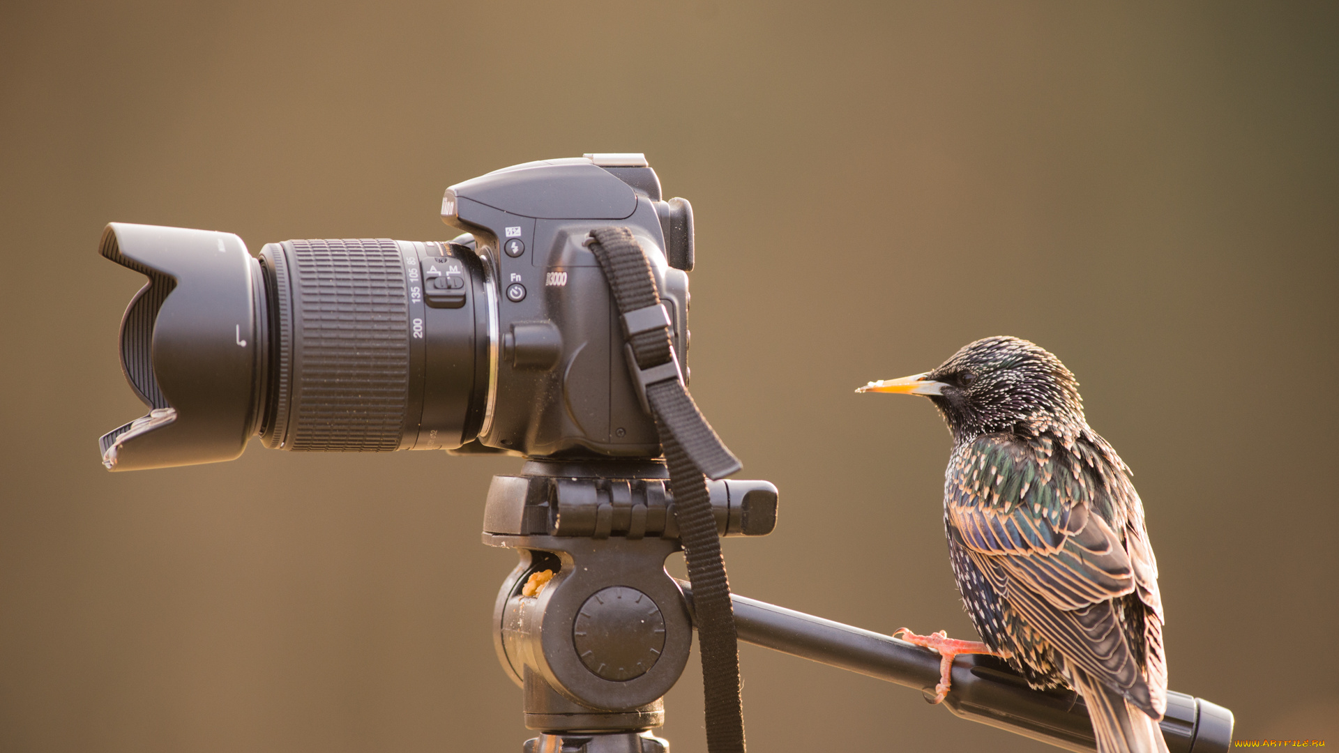 животные, птицы, птичка
