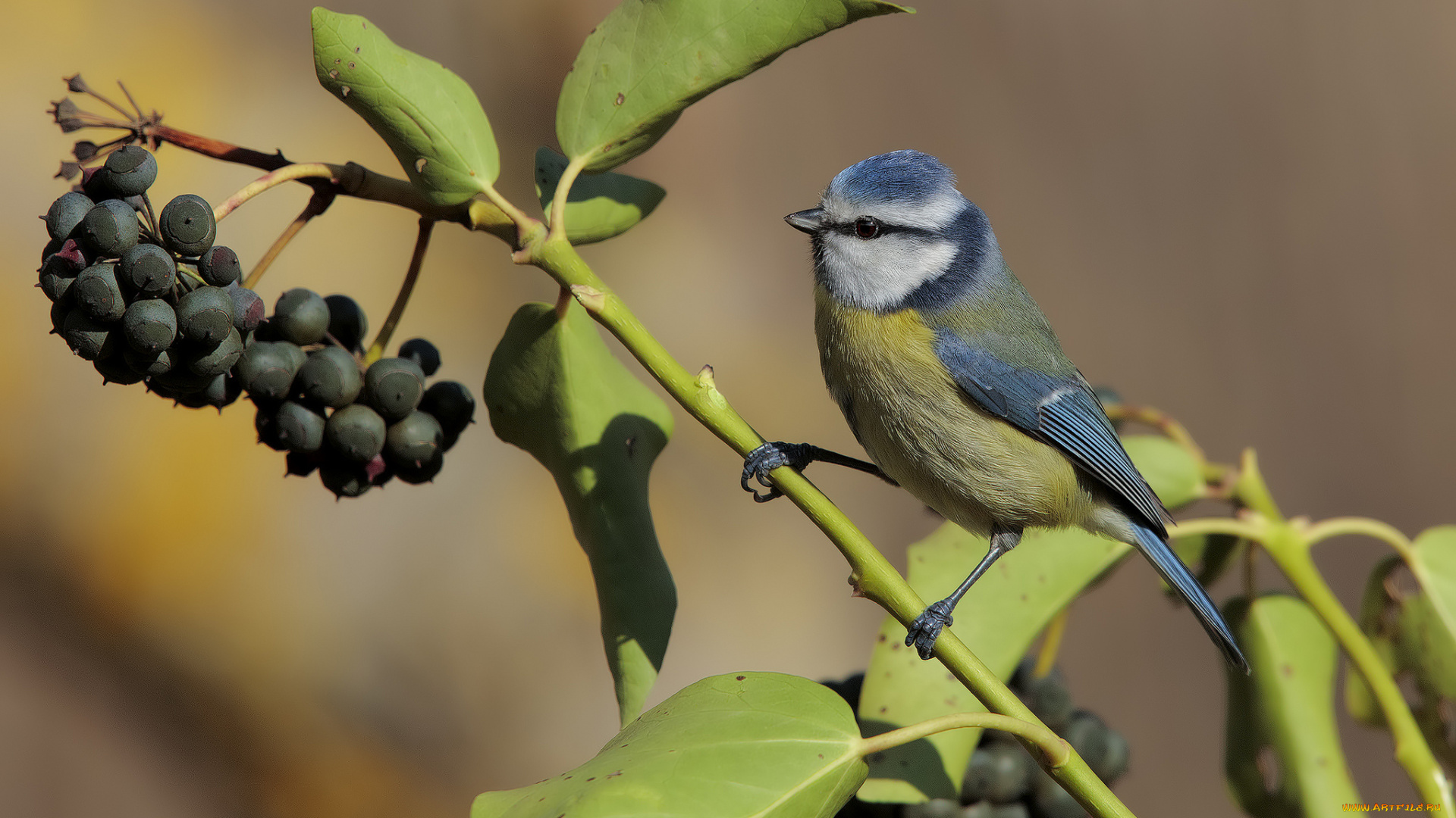 животные, синицы, , лазоревки, птичка