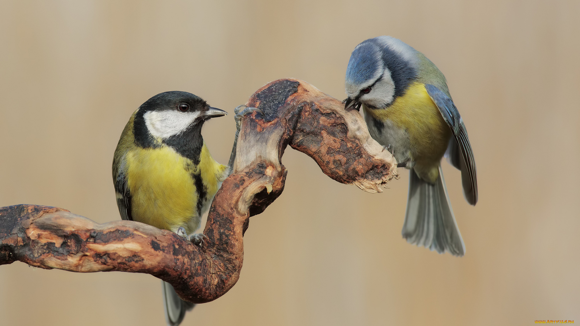 животные, синицы, , лазоревки, птичка