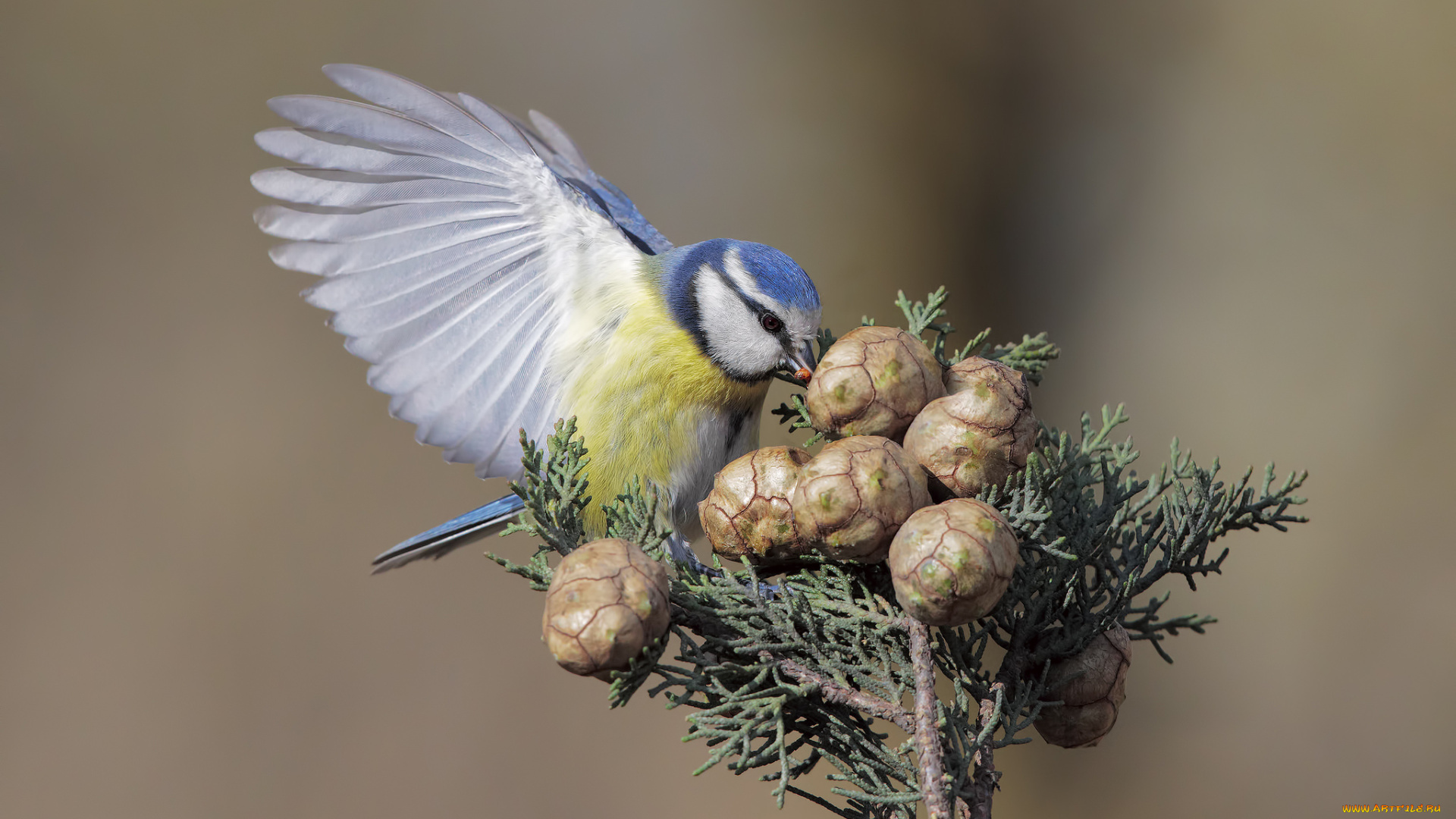 животные, синицы, , лазоревки, птичка