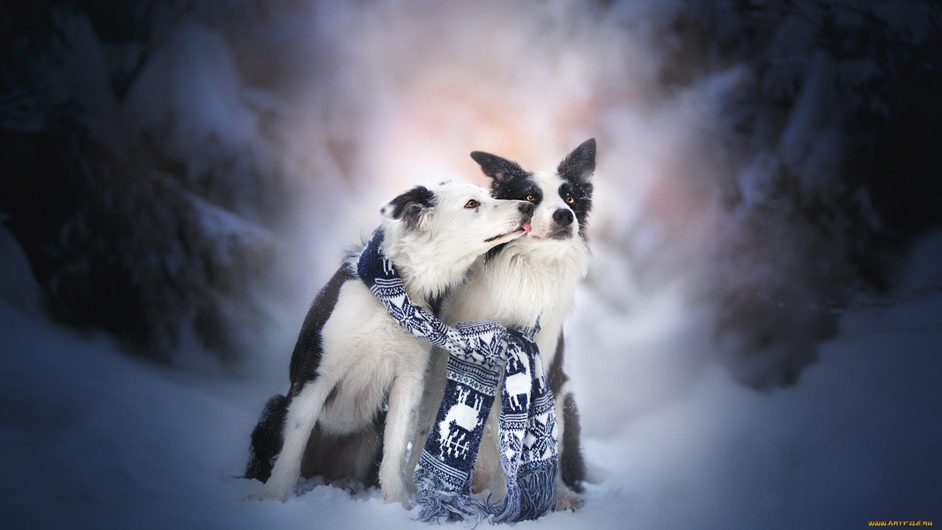 животные, собаки, пара, снег, две, бордер-колли, друзья, поцелуй, зима