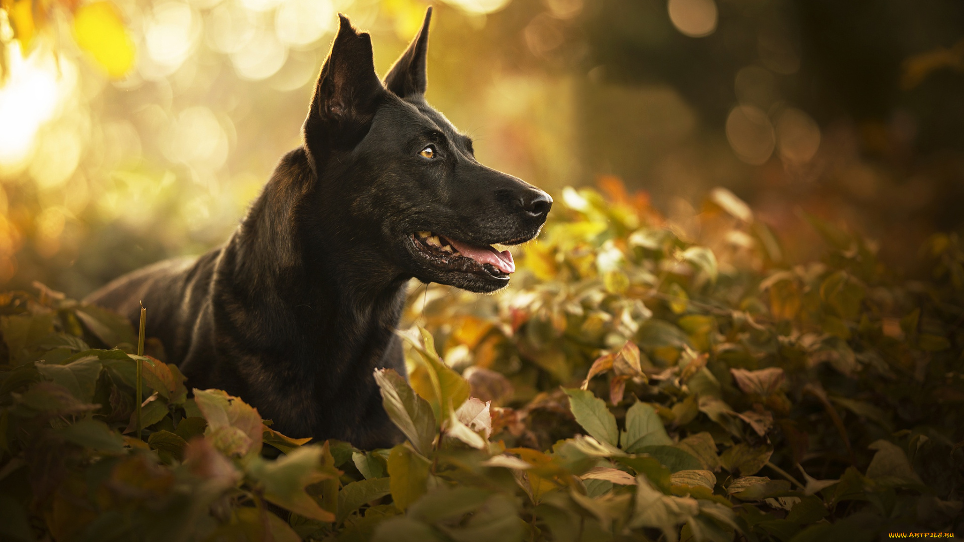 животные, собаки, портрет, морда, листья, собака