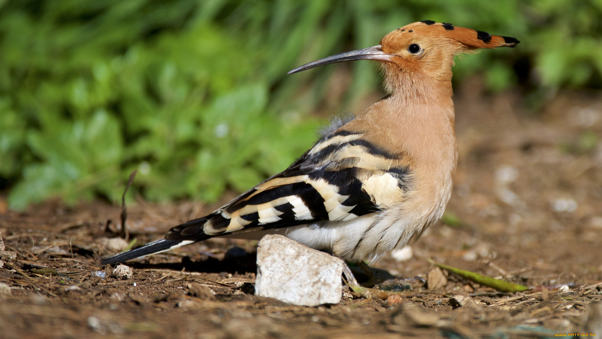 животные, удоды, птичка