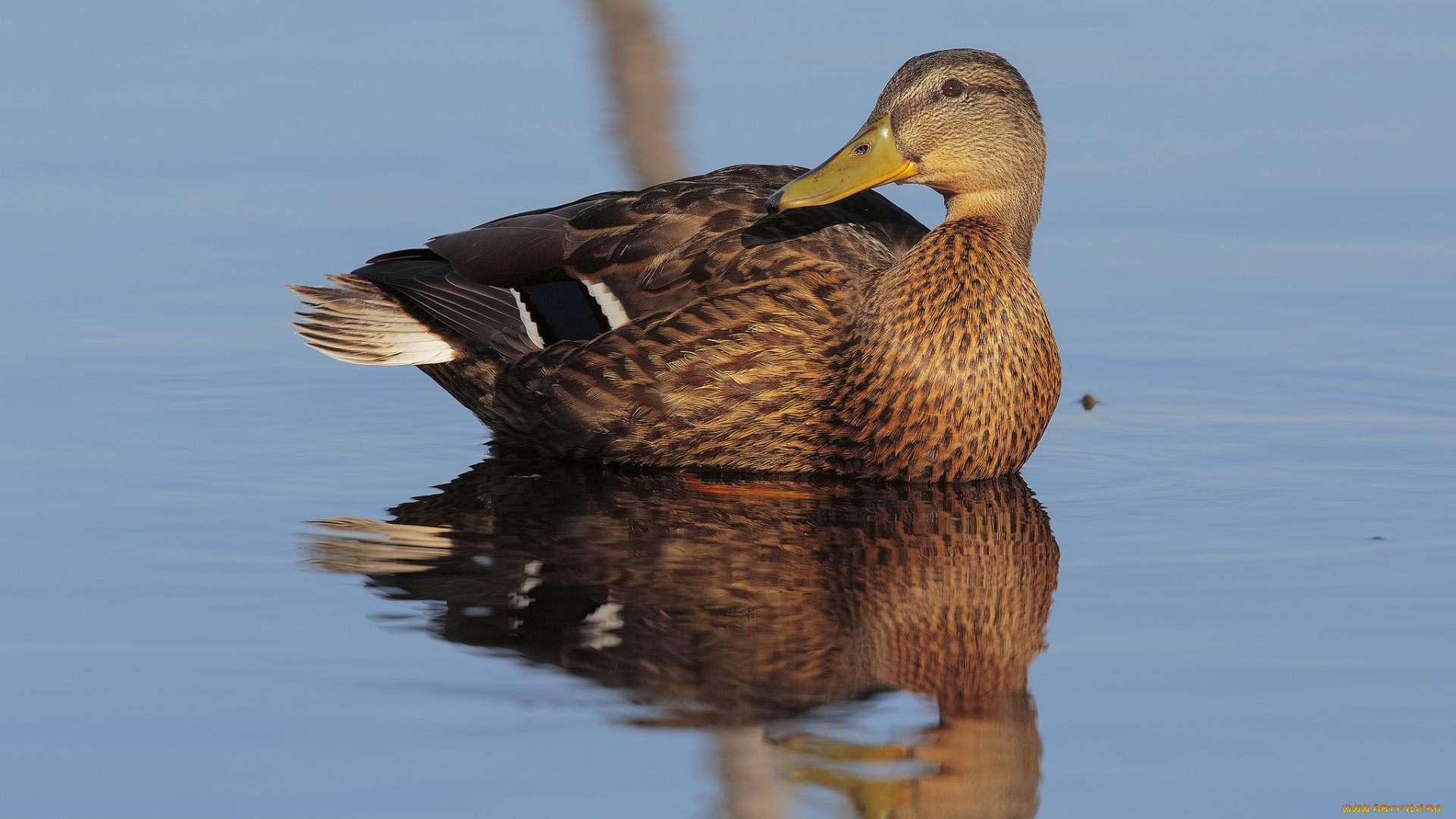 животные, утки, птичка