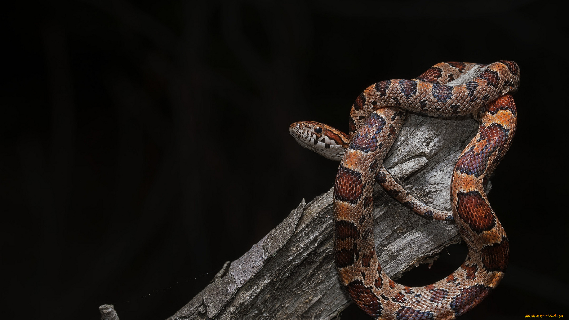 животные, змеи, , питоны, , кобры, змейка