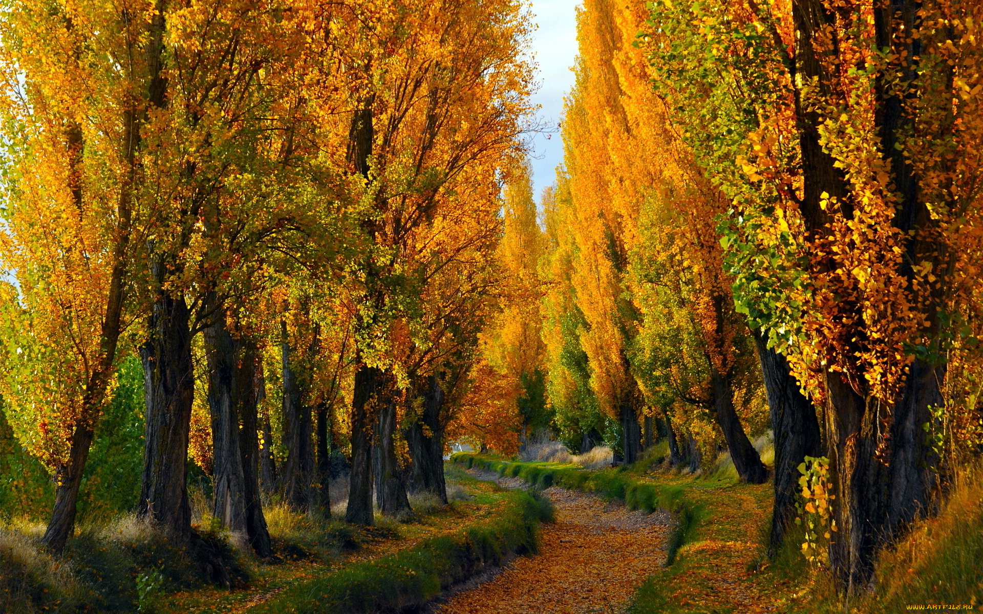 природа, лес, лето, осень, деревья