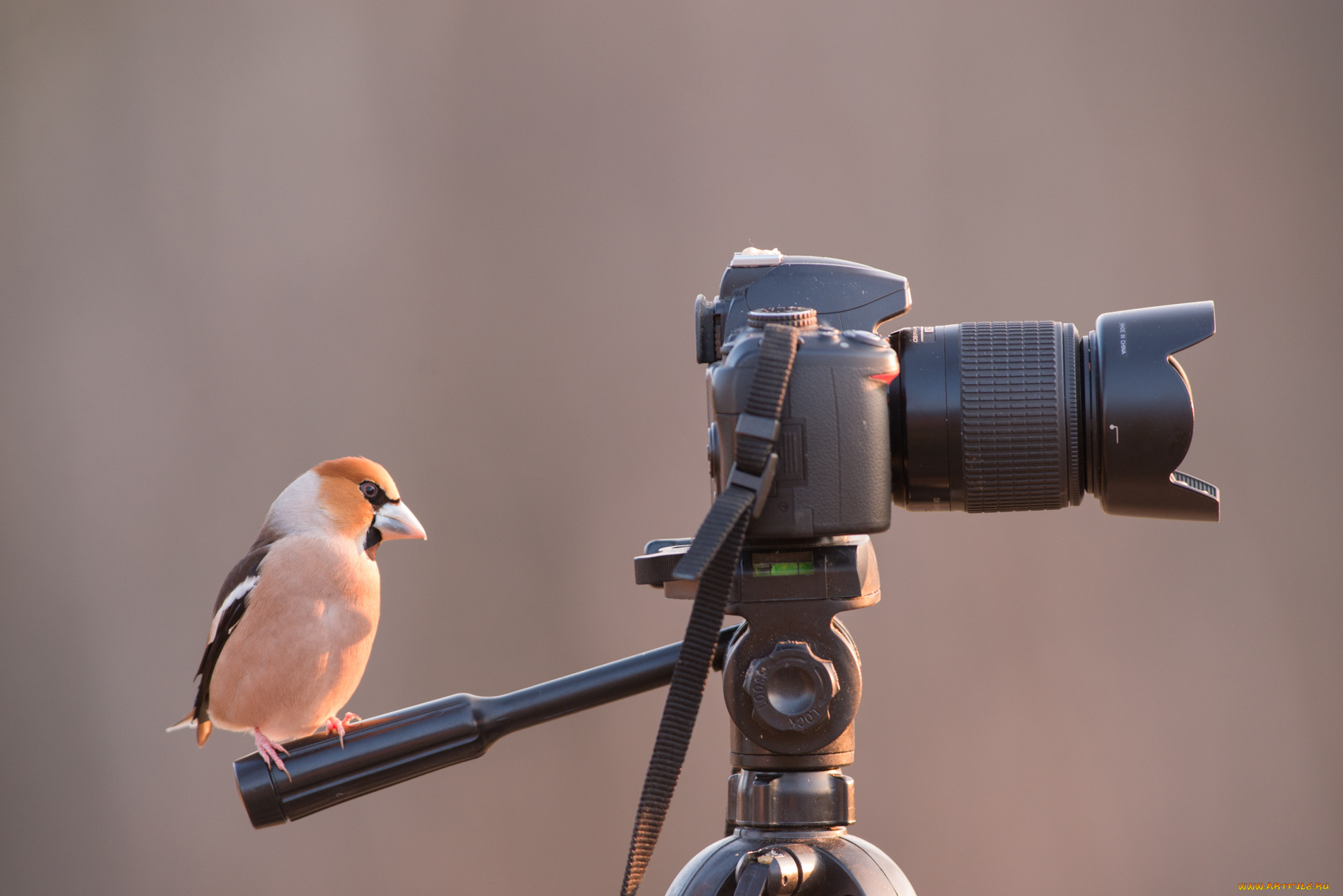 животные, птицы, птичка