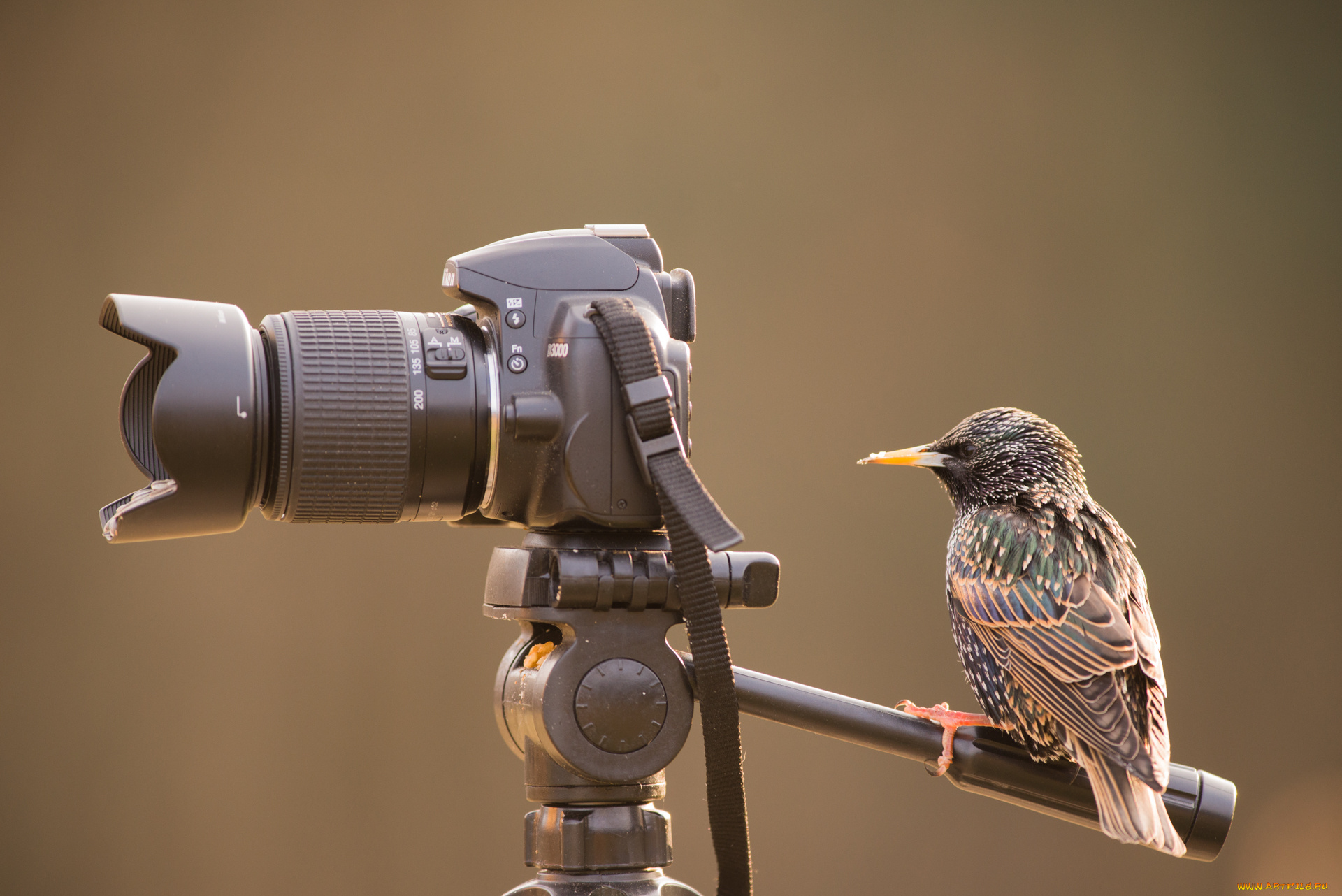 животные, птицы, птичка