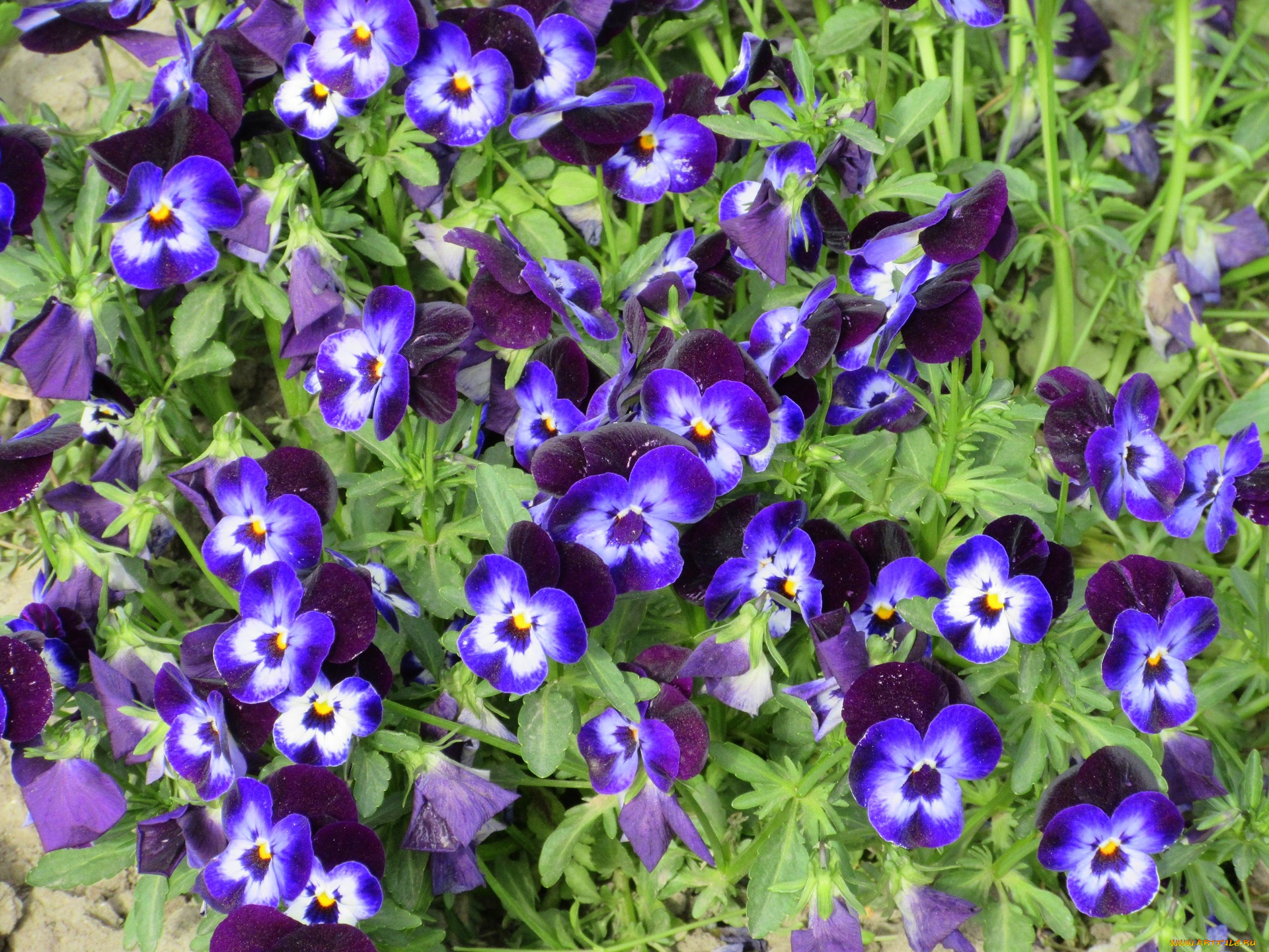 цветы, анютины, глазки, , садовые, фиалки, весна, 2018