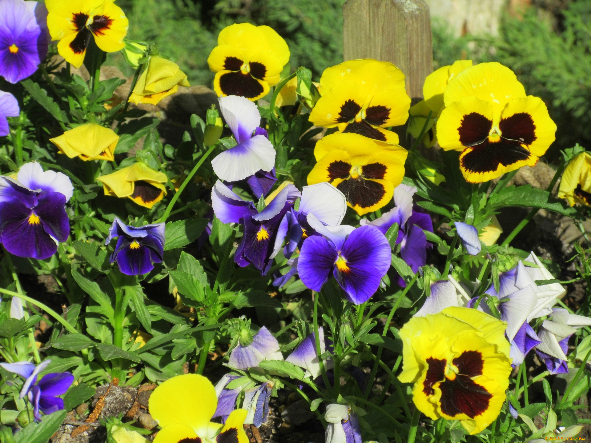 цветы, анютины, глазки, , садовые, фиалки, весна, 2018
