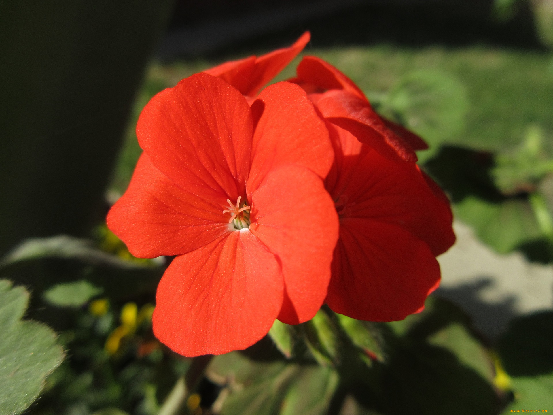 цветы, герань, весна, 2018