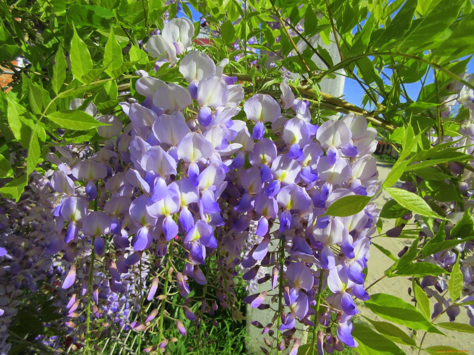 цветы, глициния, весна, 2018
