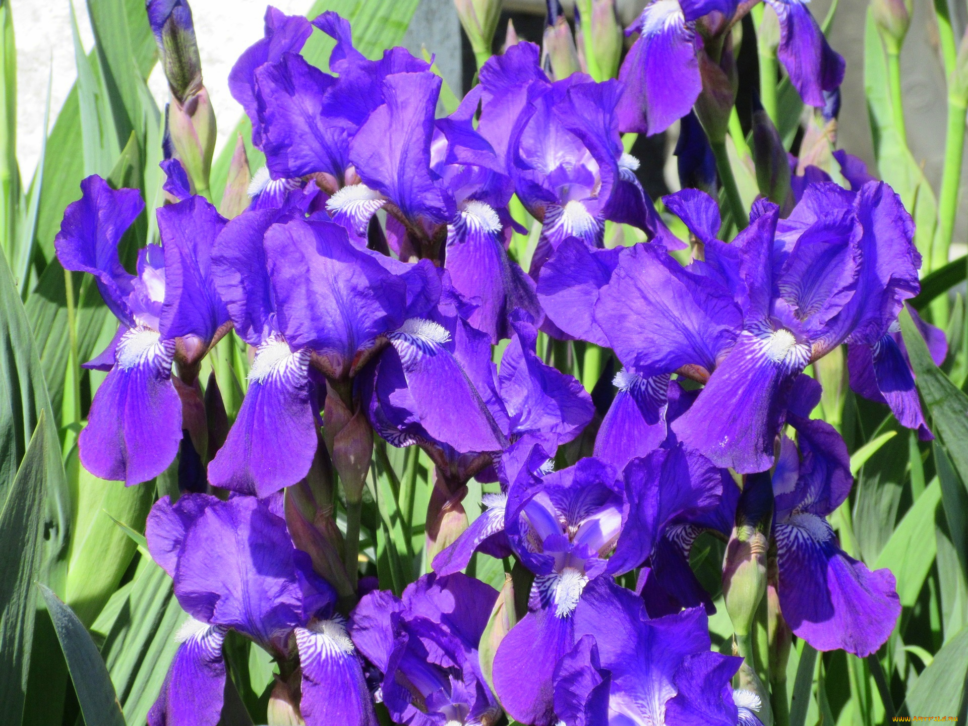 цветы, ирисы, весна, 2018