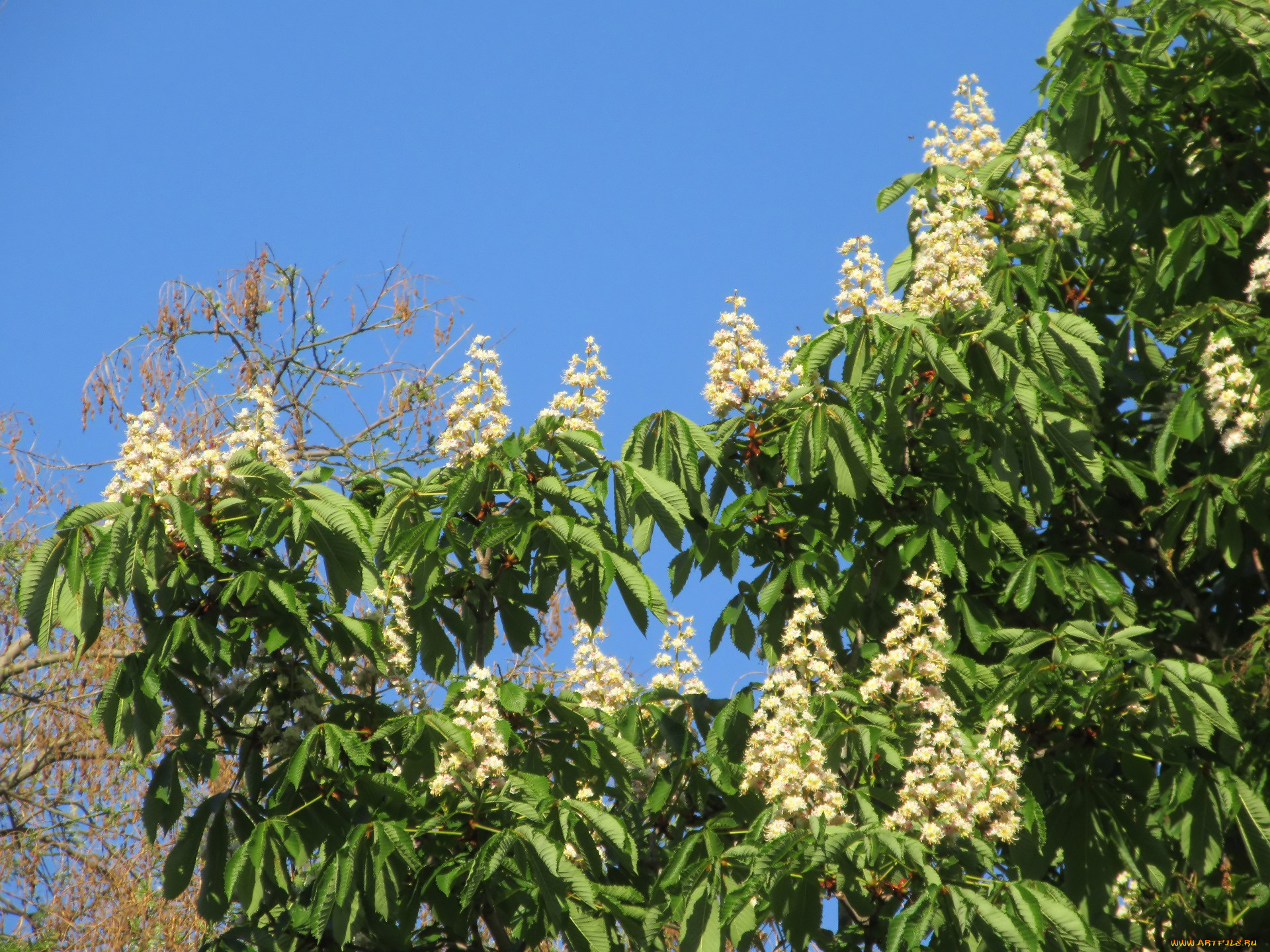 цветы, каштаны, весна, 2018
