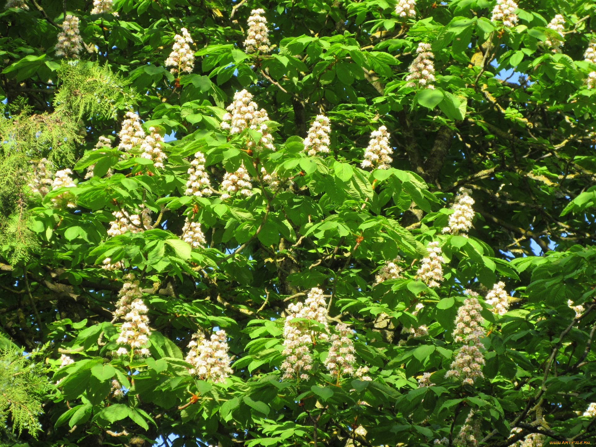 цветы, каштаны, весна, 2018