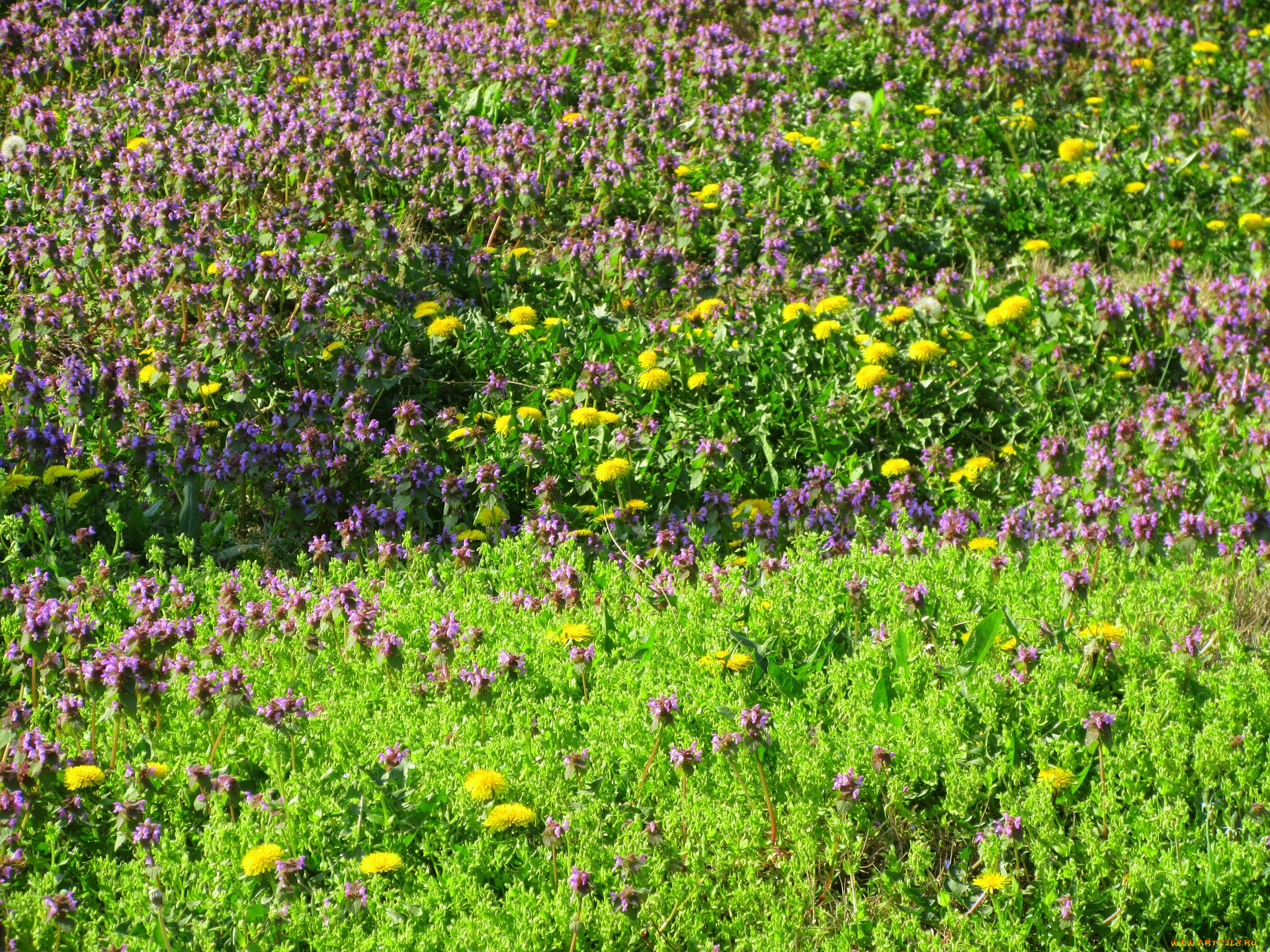 цветы, луговые, , полевые, , цветы, луг