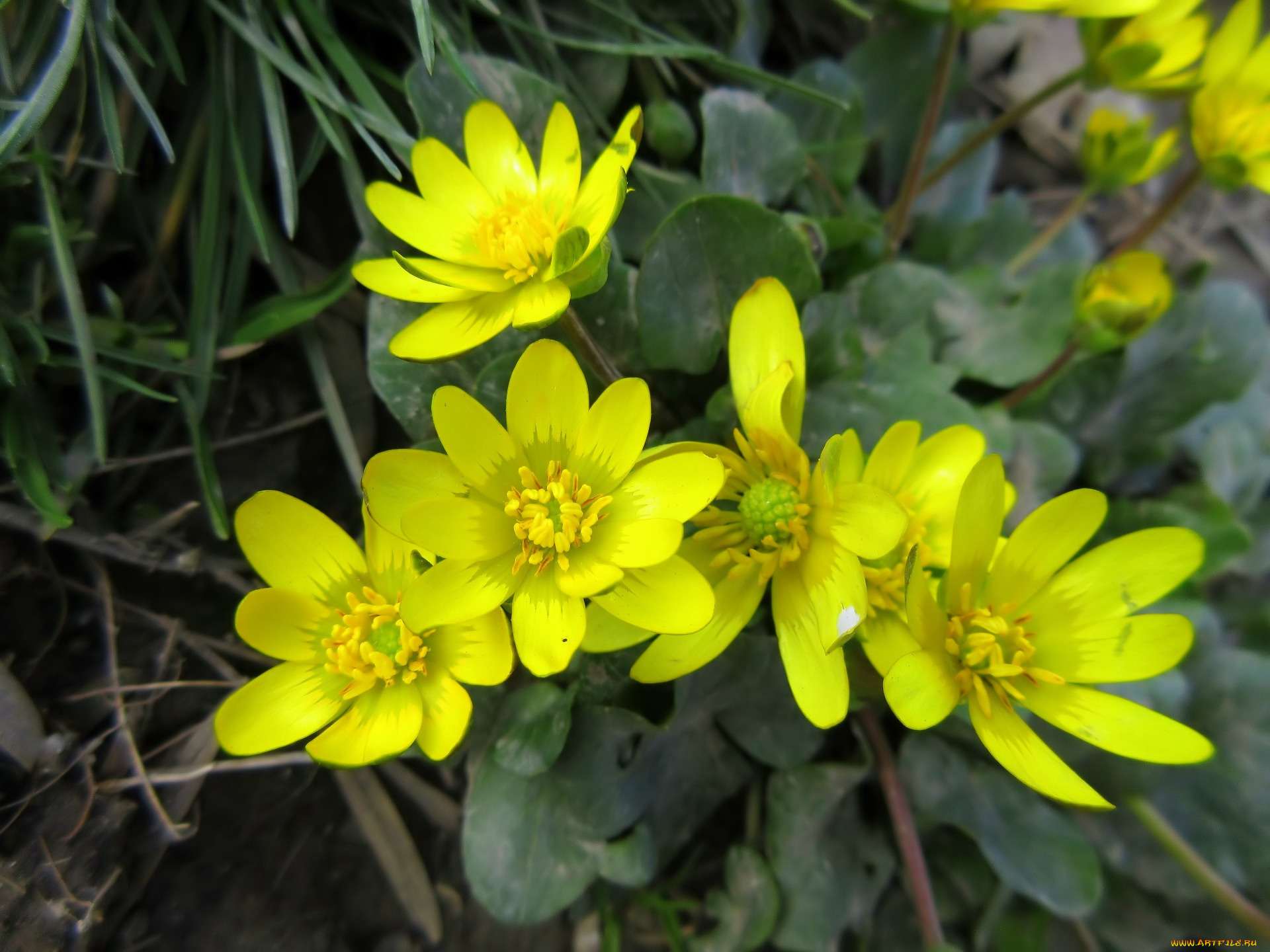 цветы, луговые, , полевые, , цветы, макро