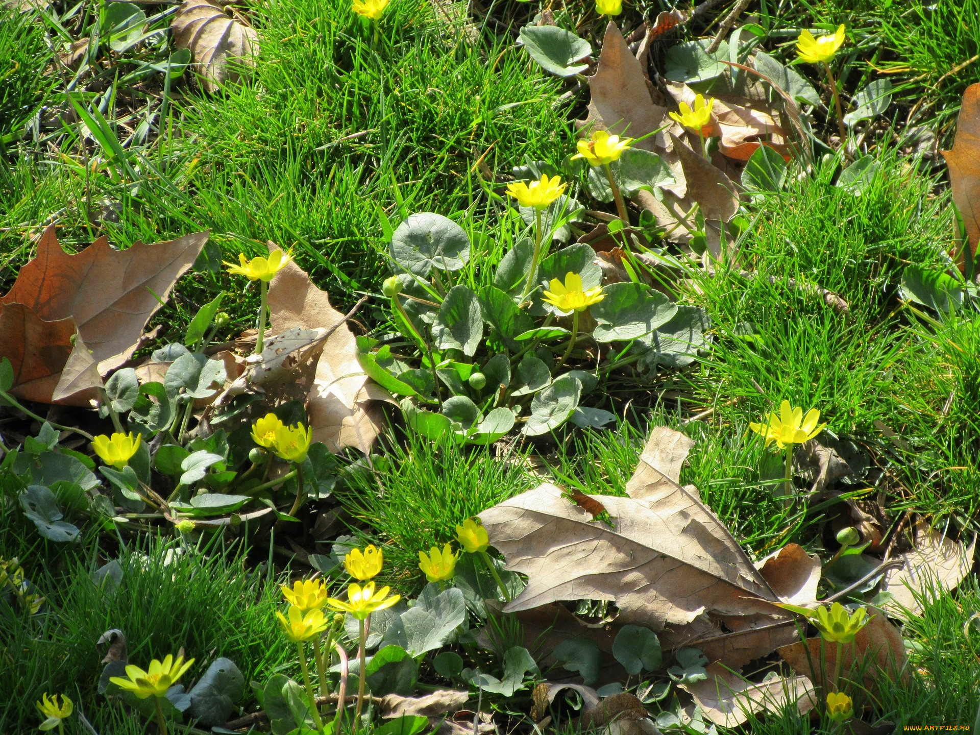 цветы, луговые, , полевые, , цветы, трава