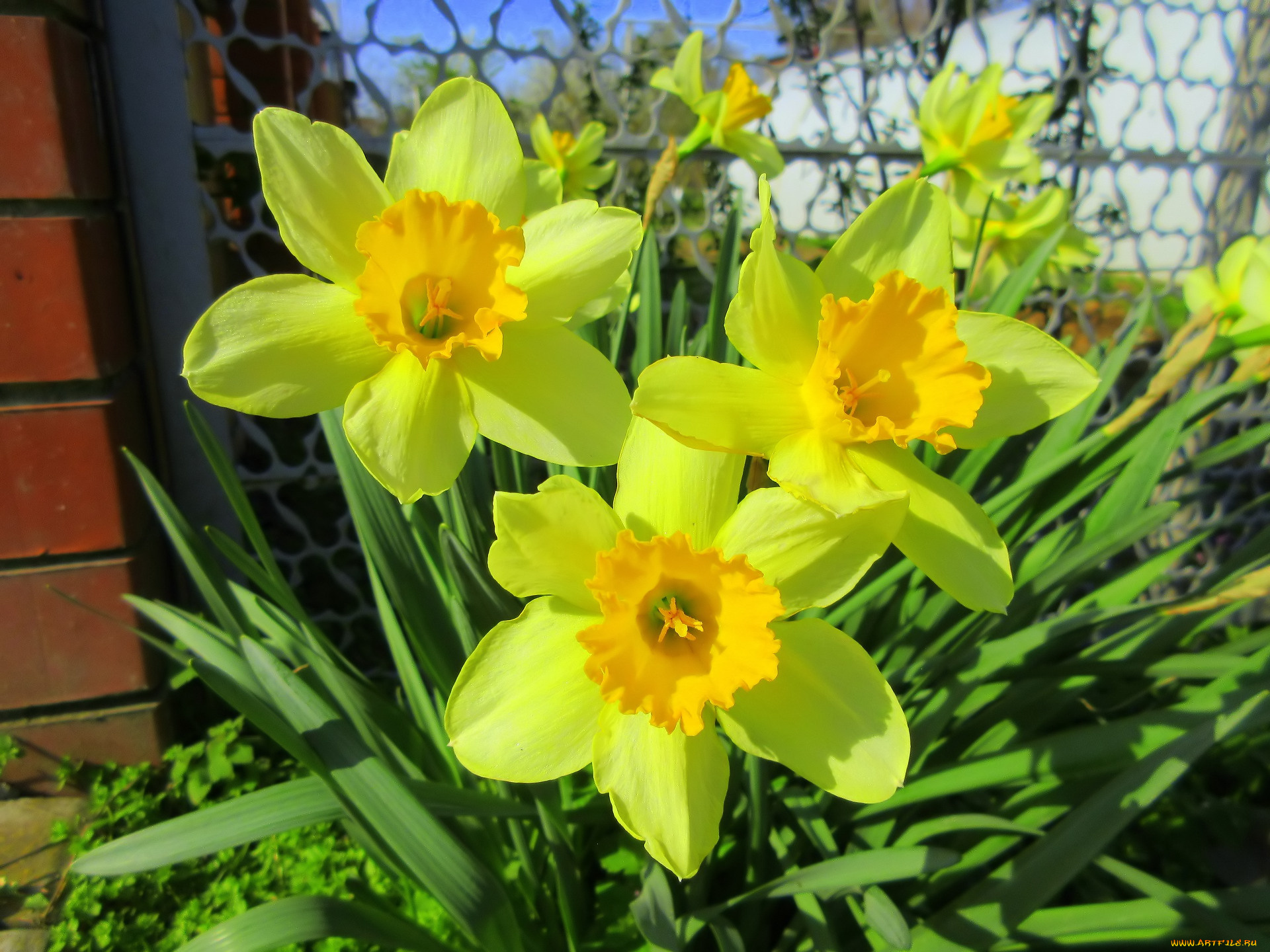 цветы, нарциссы
