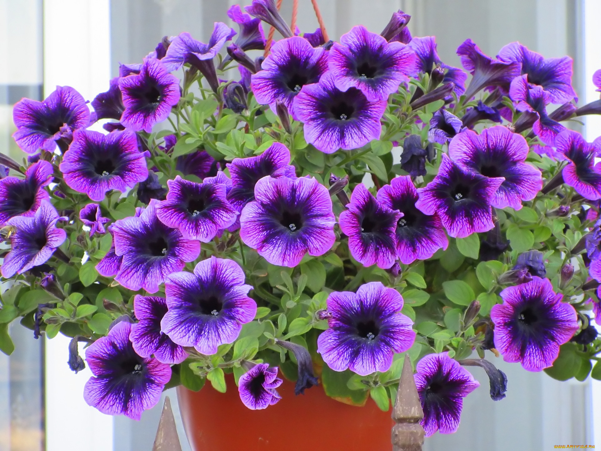 цветы, петунии, , калибрахоа, весна, 2018