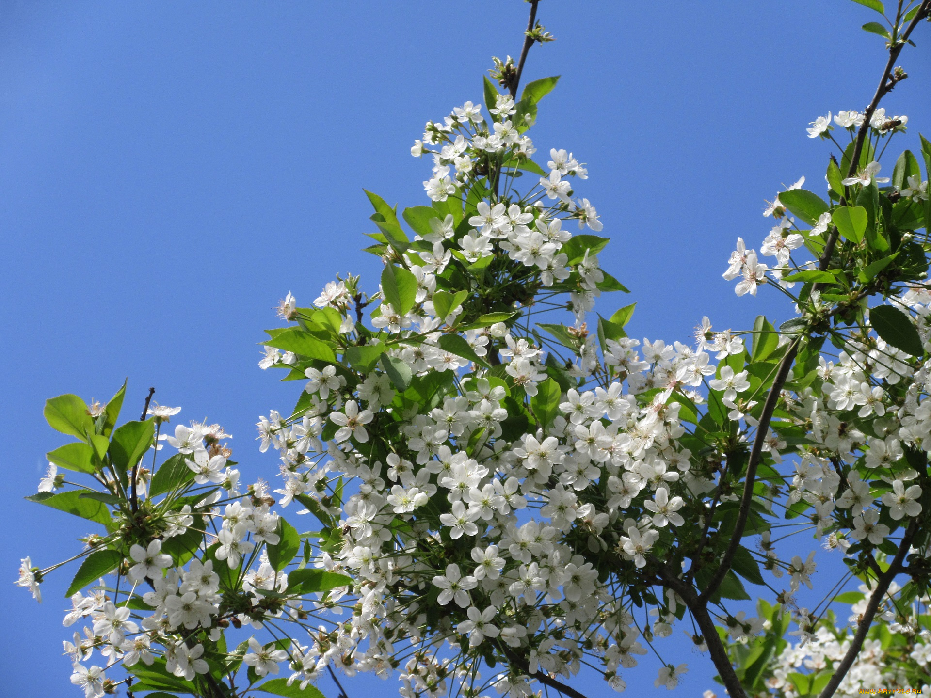 цветы, сакура, , вишня, весна, 2018