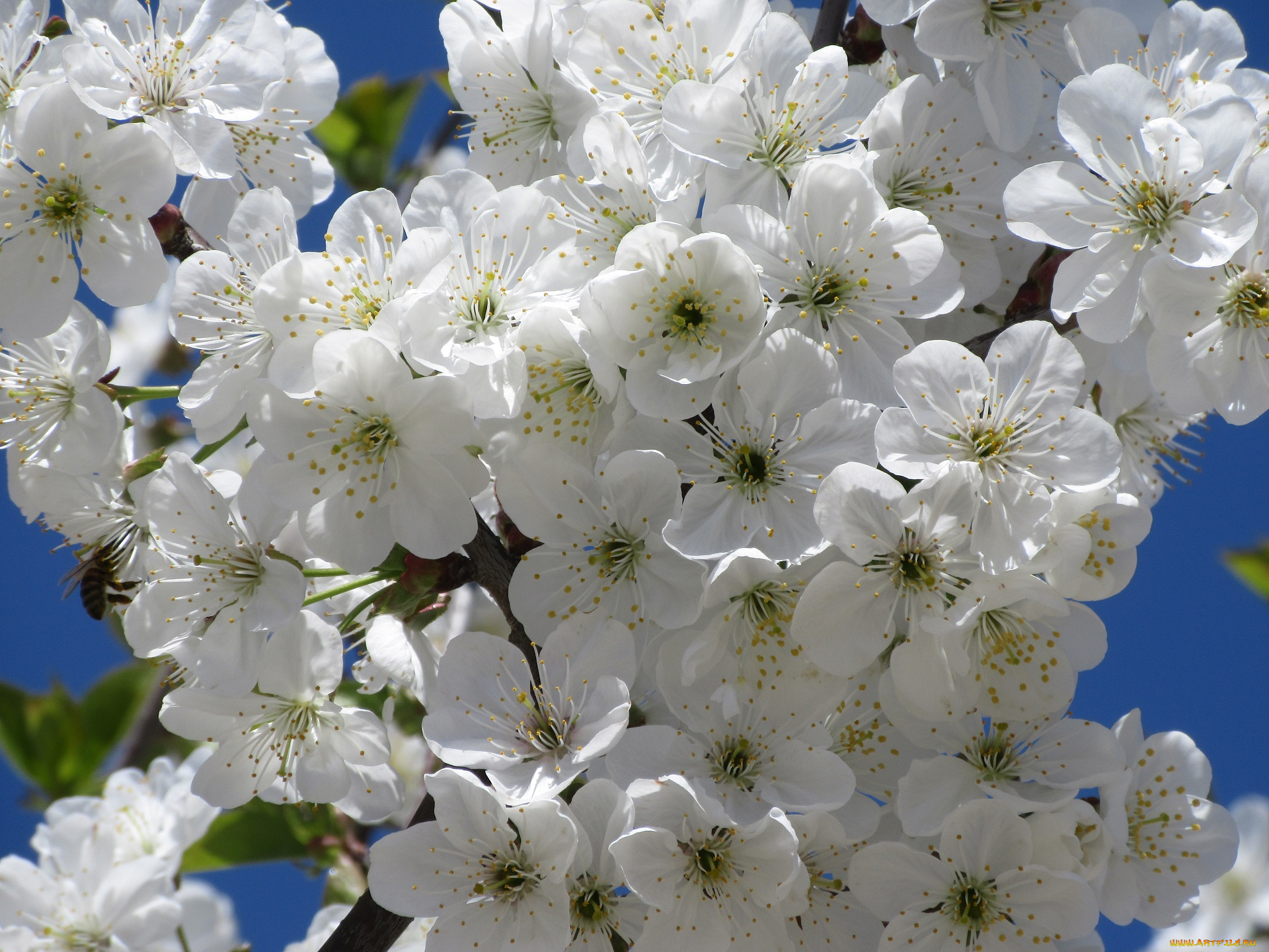 цветы, сакура, , вишня, весна, 2018