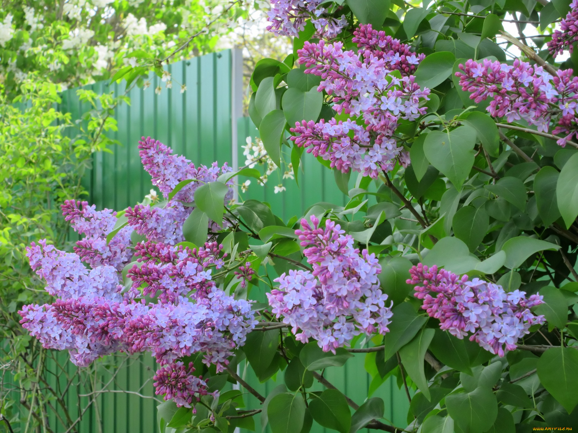 цветы, сирень, весна, 2018