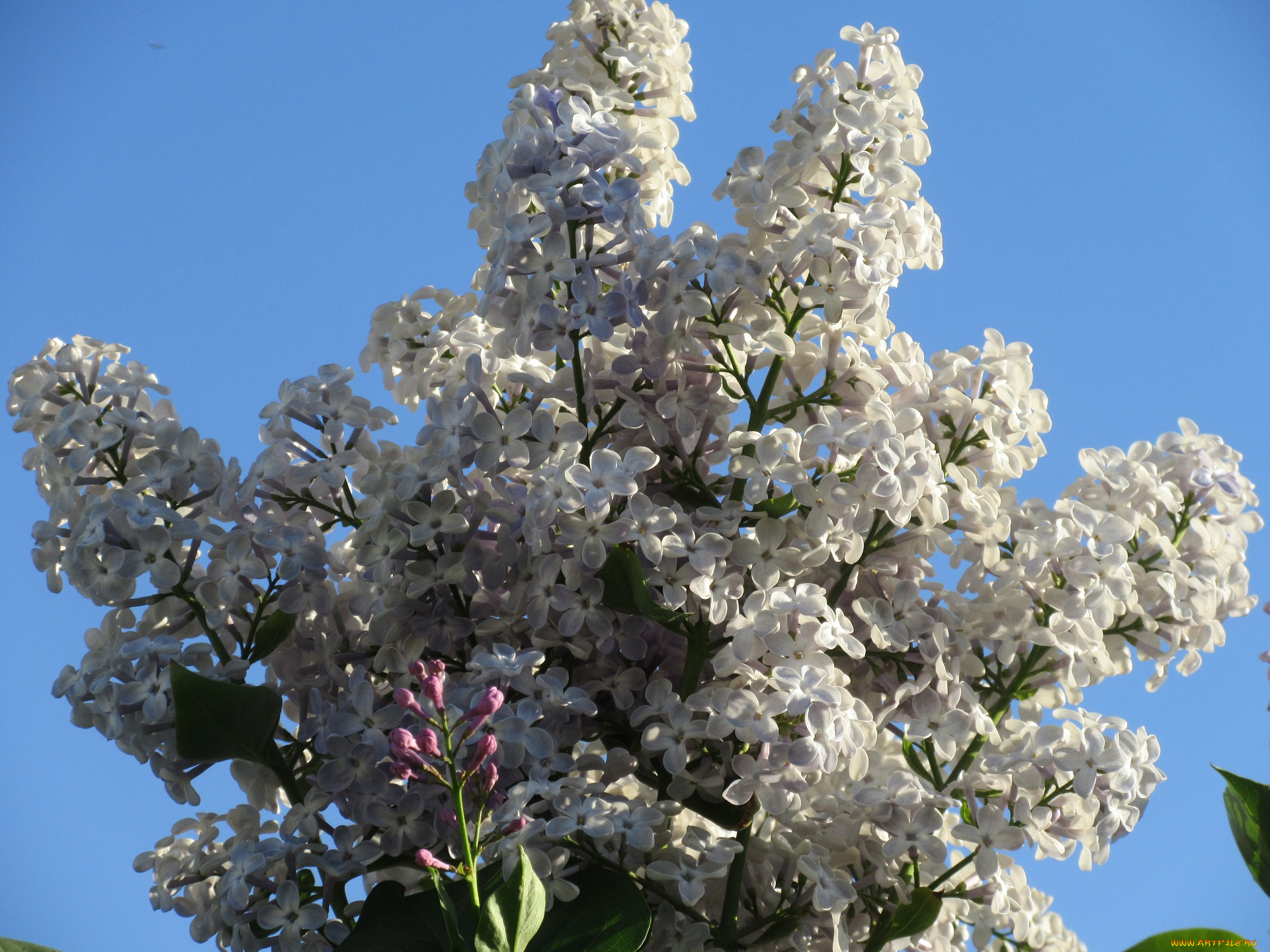 цветы, сирень, весна, 2018