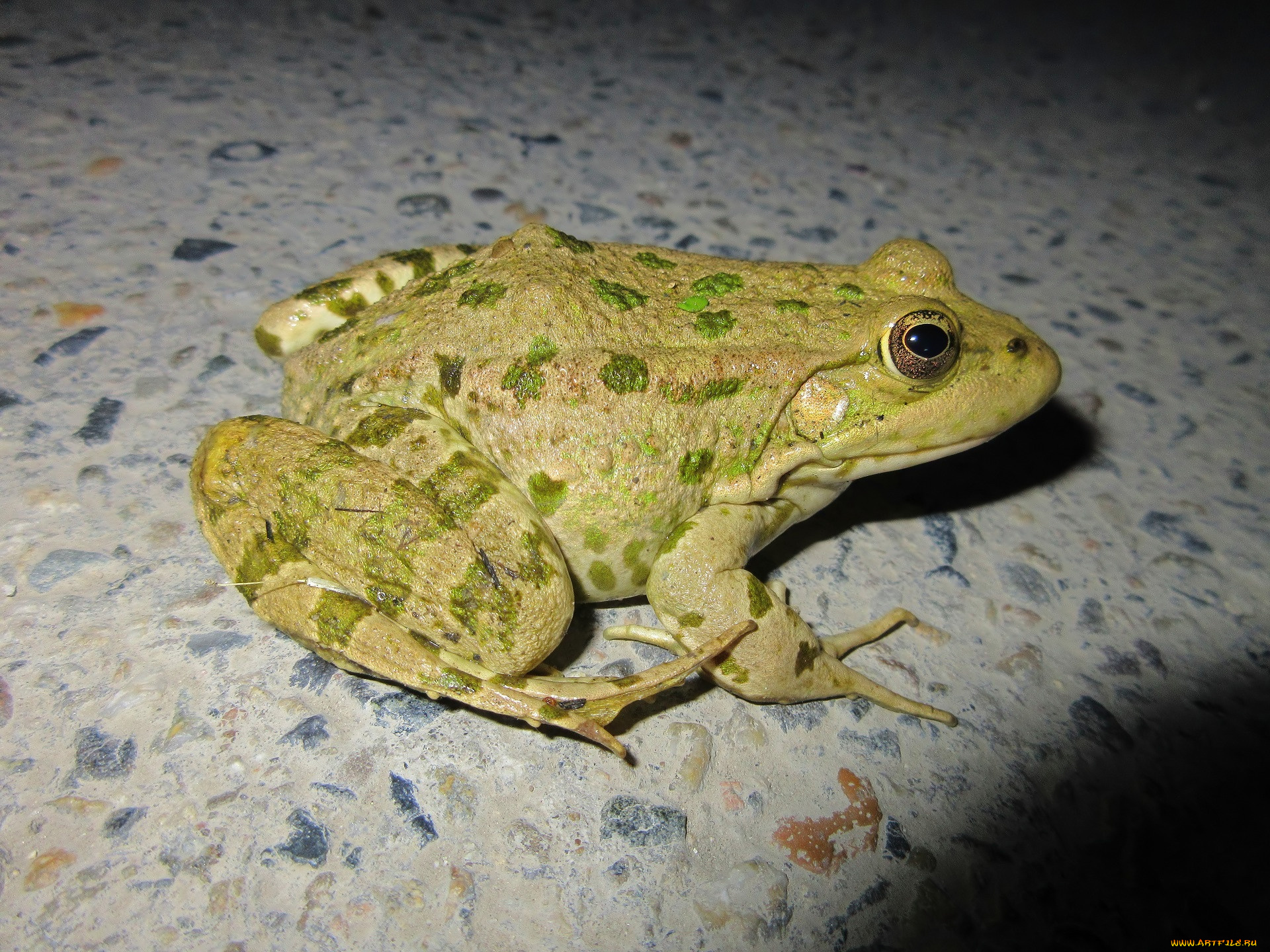 животные, лягушки, весна, 2018